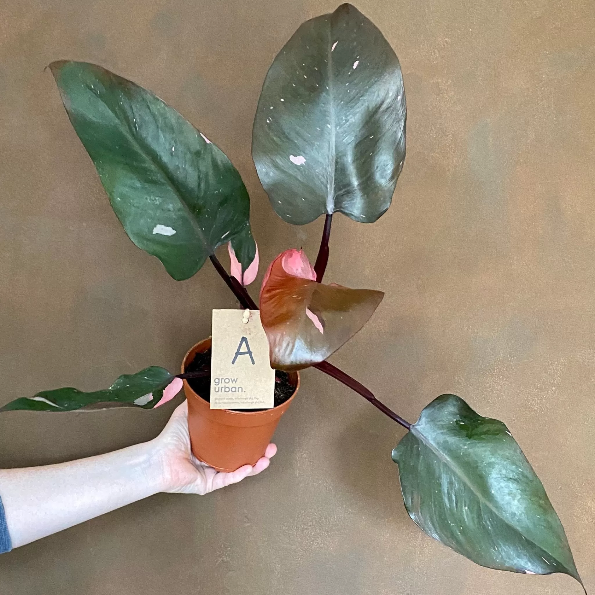 grow urban Philodendron ‘Pink Princess’ (12cm Pot)- Philodendron