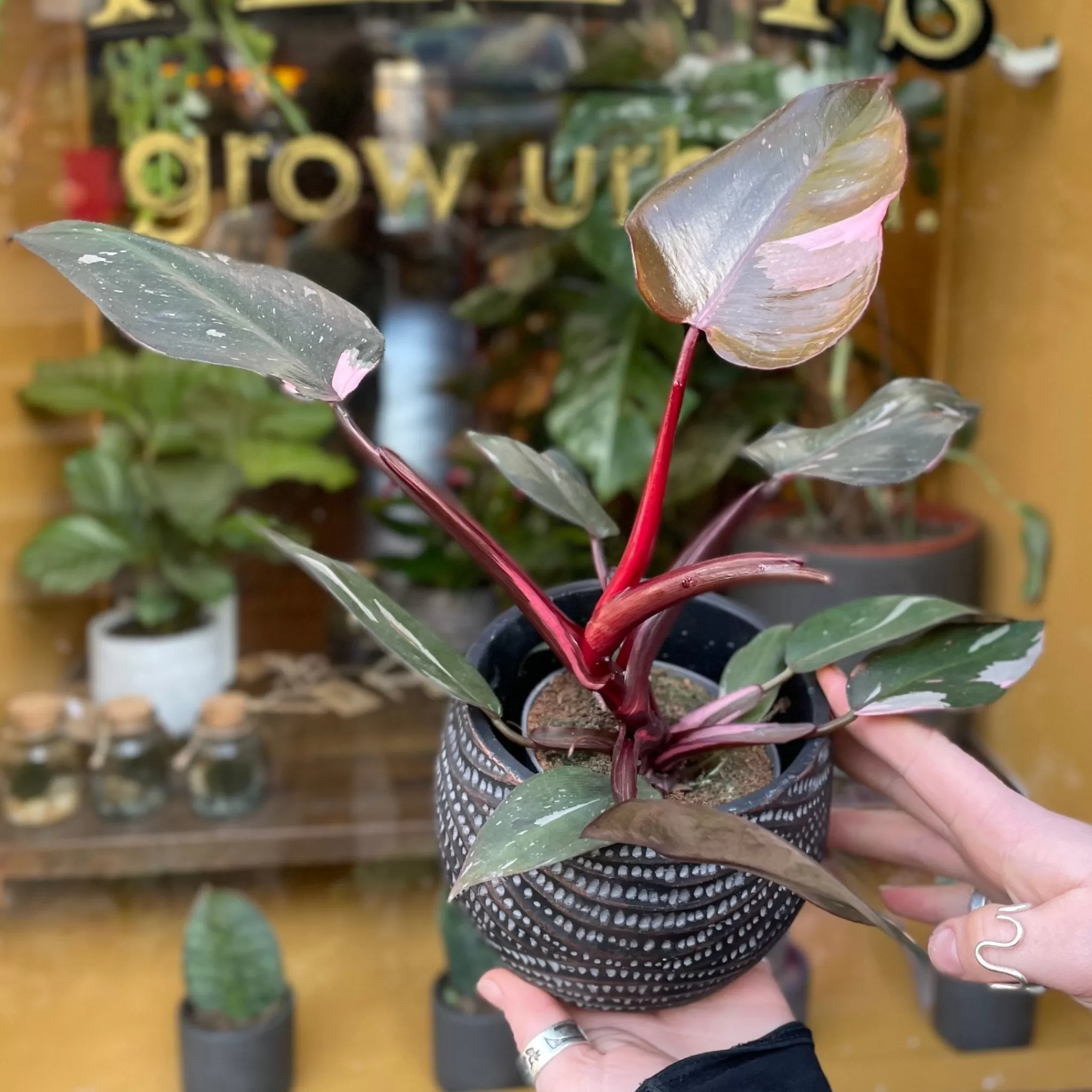 grow urban Philodendron ‘Pink Princess’ (9cm Pot)- Philodendron