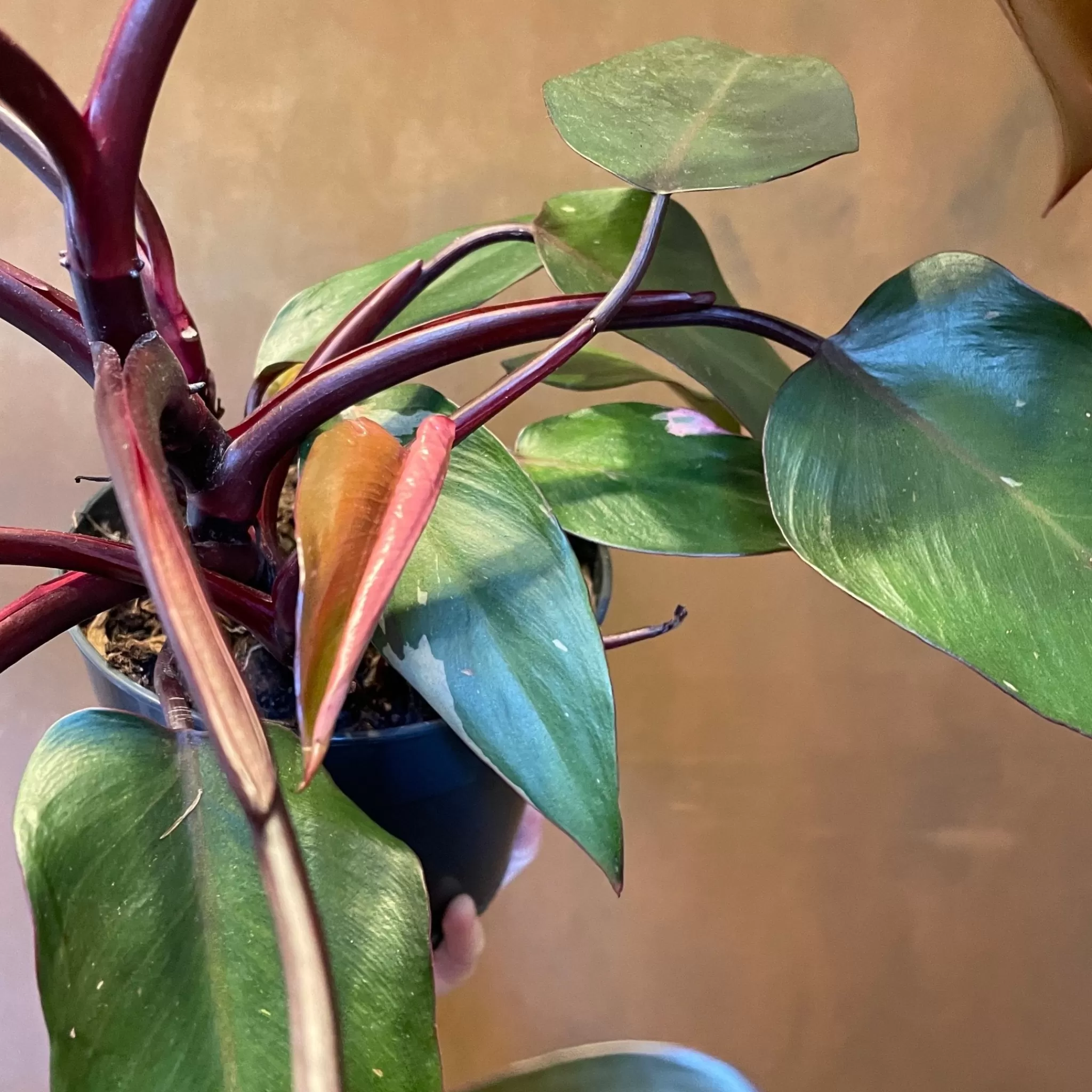 grow urban Philodendron ‘Pink Princess’ (15cm Pot)- Philodendron
