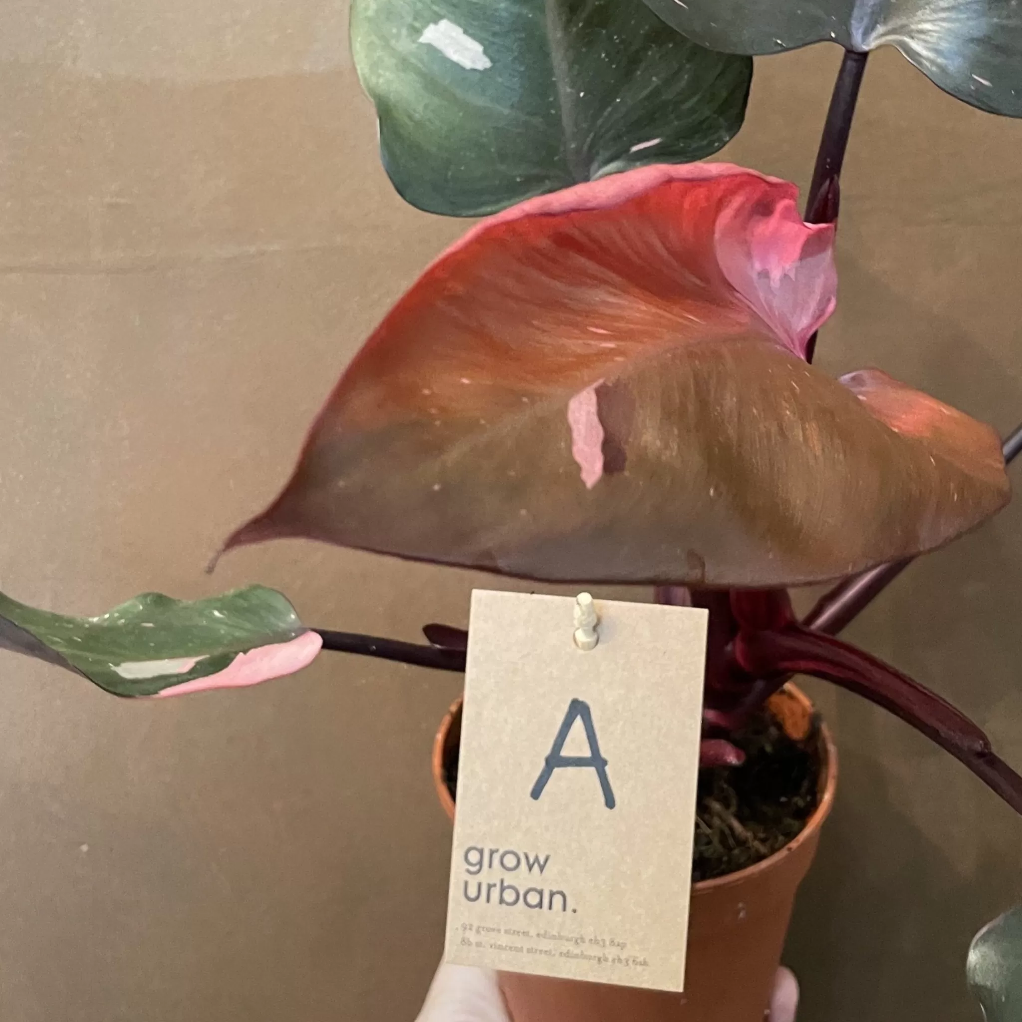 grow urban Philodendron ‘Pink Princess’ (12cm Pot)- Philodendron