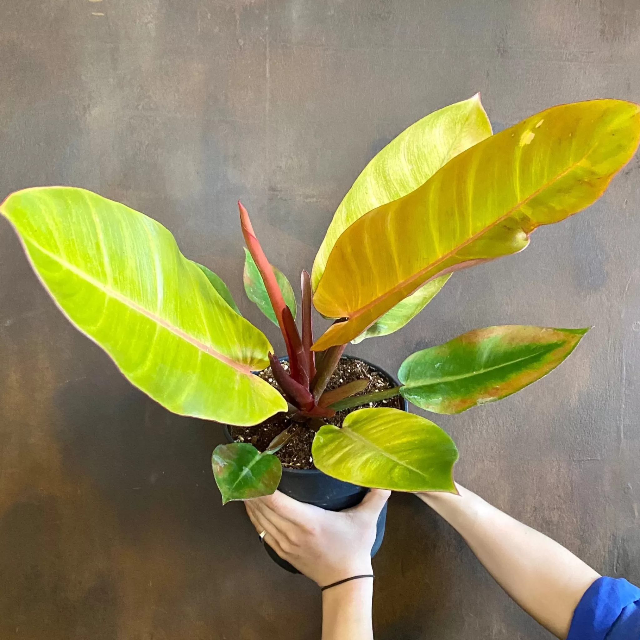 grow urban Philodendron ‘Prince Of Orange’- Philodendron