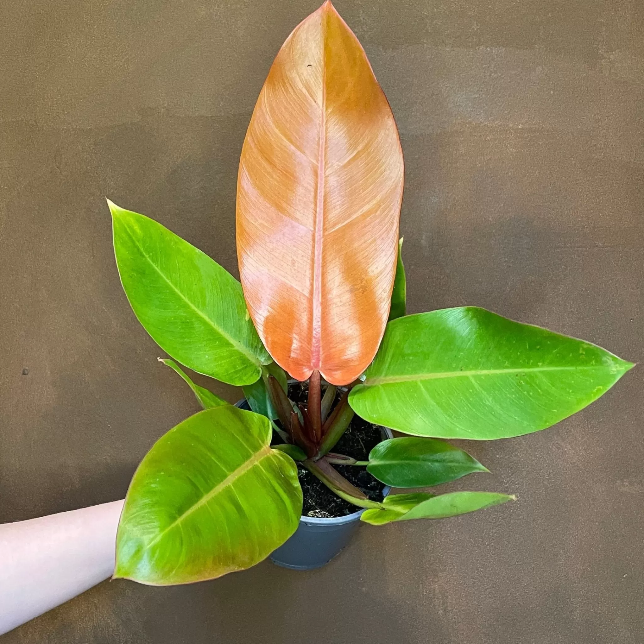 grow urban Philodendron ‘Prince Of Orange’- Philodendron