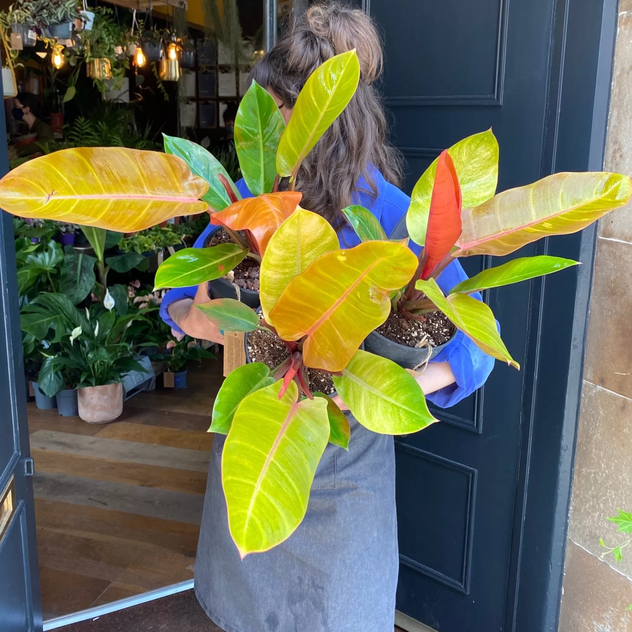 grow urban Philodendron ‘Prince Of Orange’- Philodendron