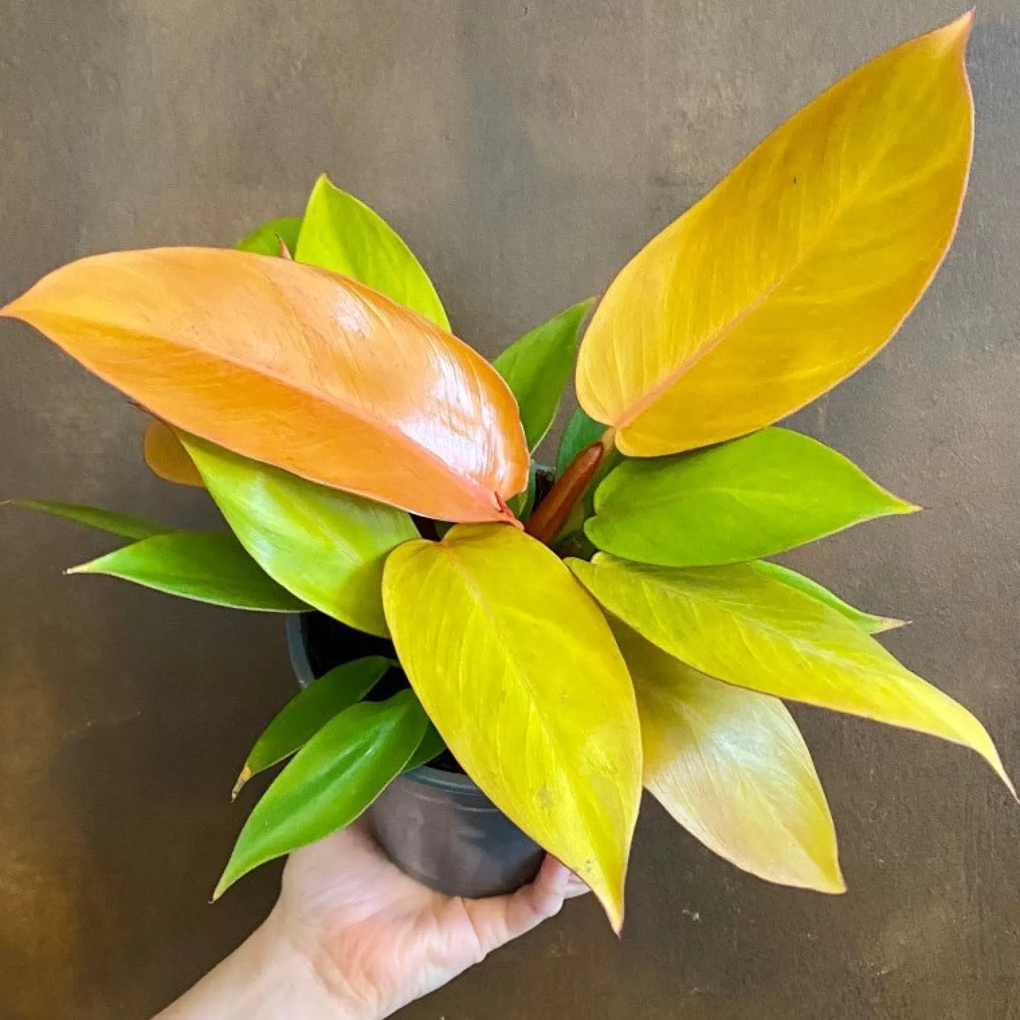 grow urban Philodendron ‘Prince Of Orange’- Philodendron