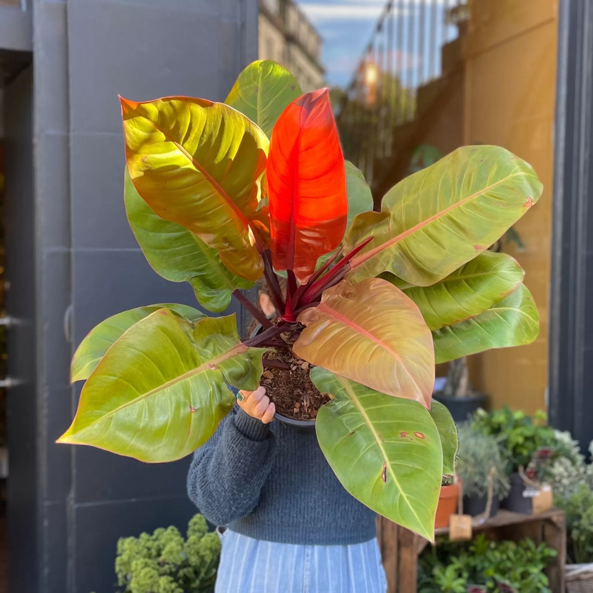 grow urban Philodendron ‘Prince Of Orange’ (24cm Pot)- Philodendron