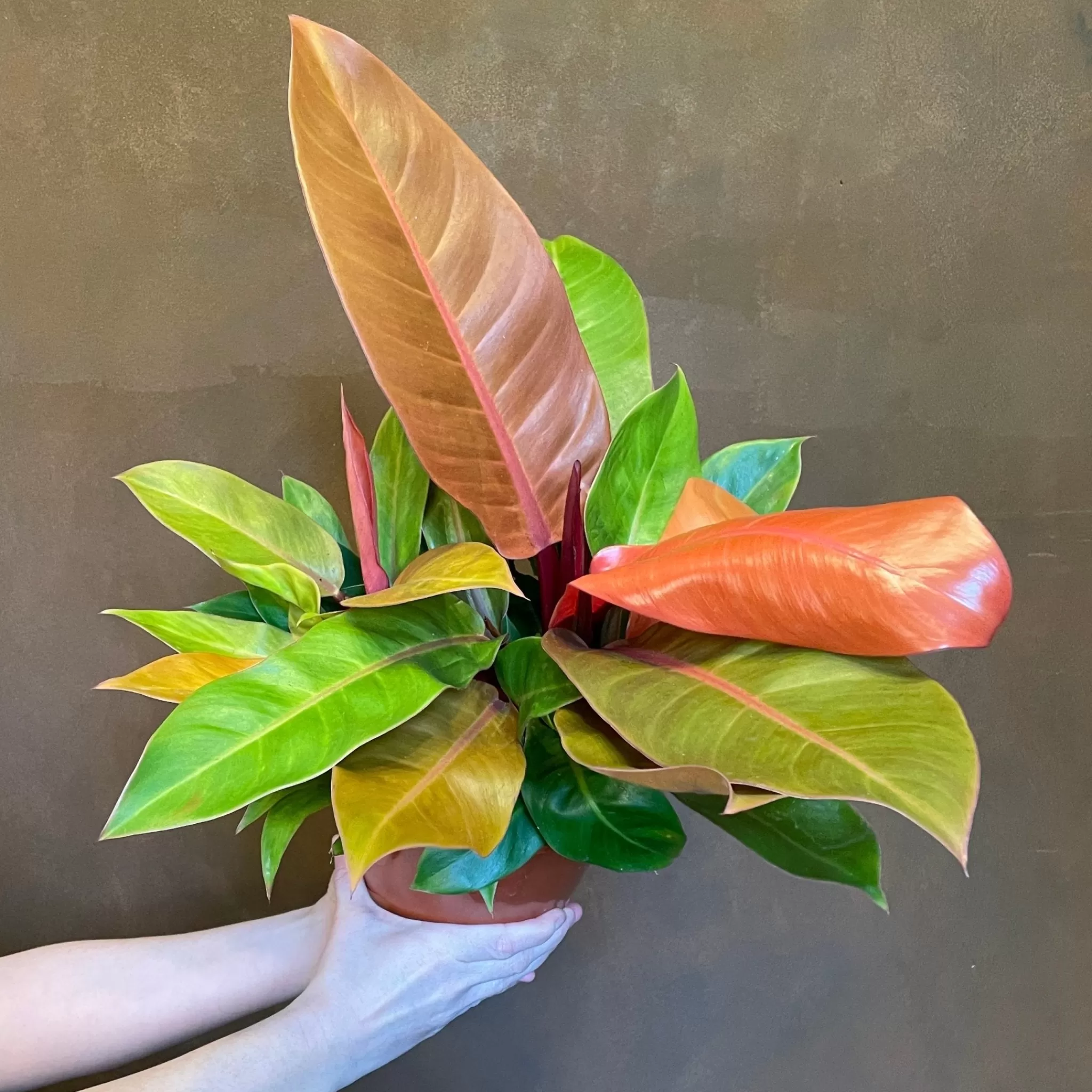 grow urban Philodendron ‘Prince Of Orange’ (19cm Pot)- Philodendron
