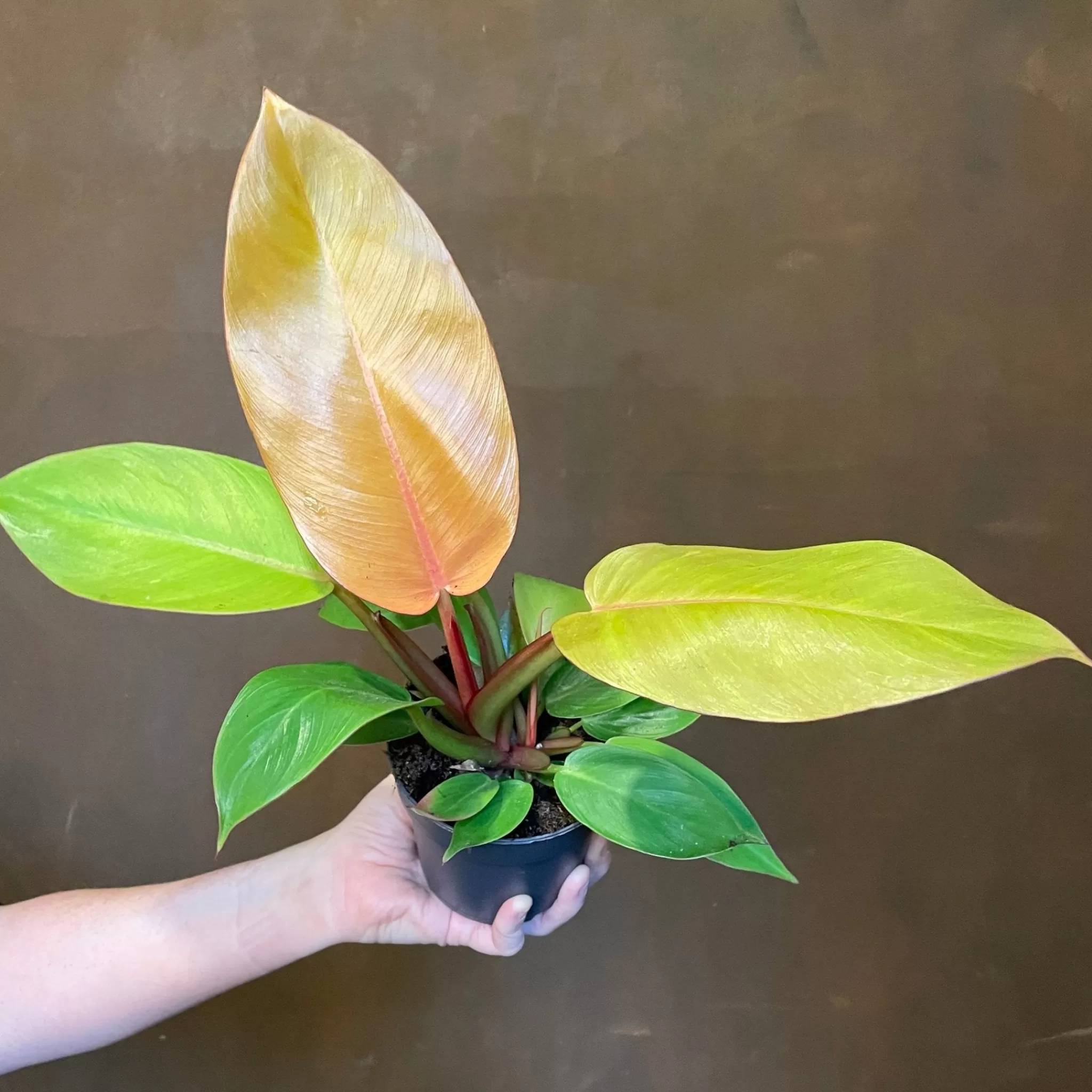 grow urban Philodendron ‘Prince Of Orange’ (11cm Pot)- Philodendron