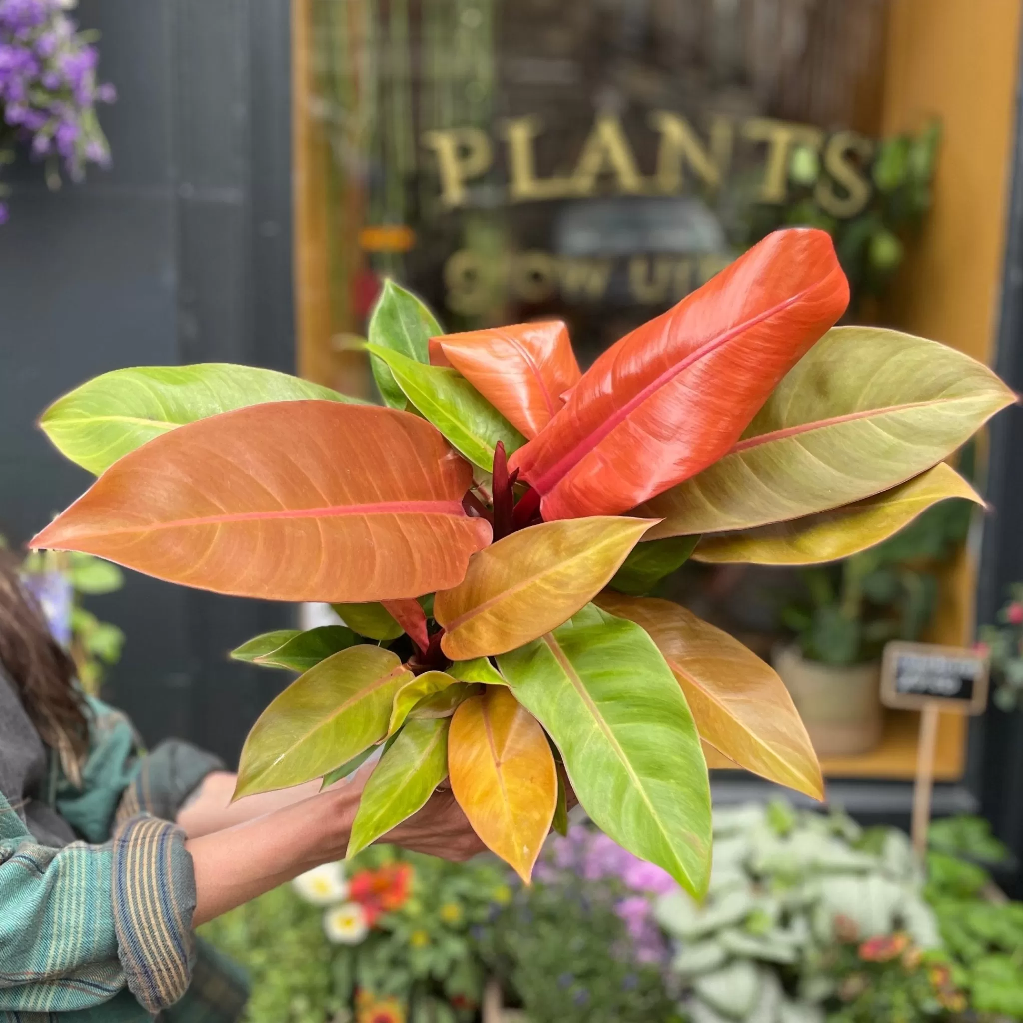 grow urban Philodendron ‘Prince Of Orange’ (19cm Pot)- Philodendron