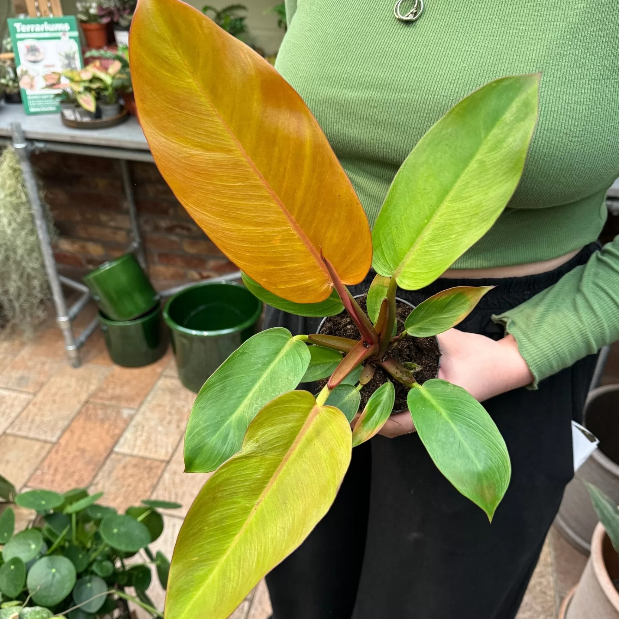 grow urban Philodendron ‘Prince Of Orange’ (11cm Pot)- Philodendron