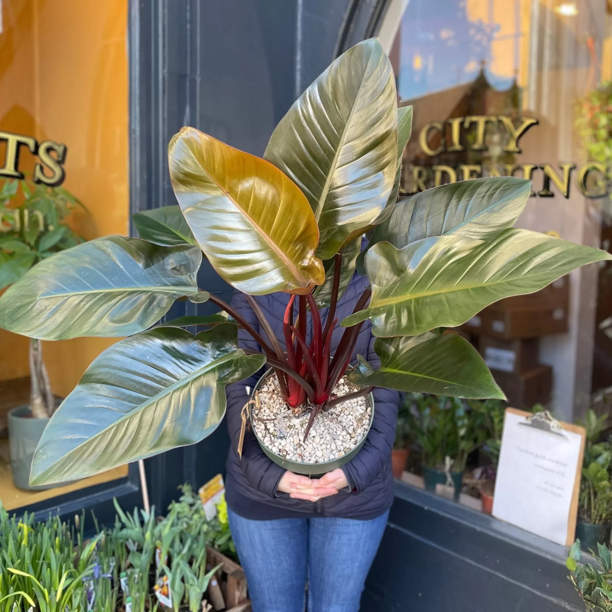 grow urban Philodendron ‘Red Beauty’- Philodendron | Shade Tolerant