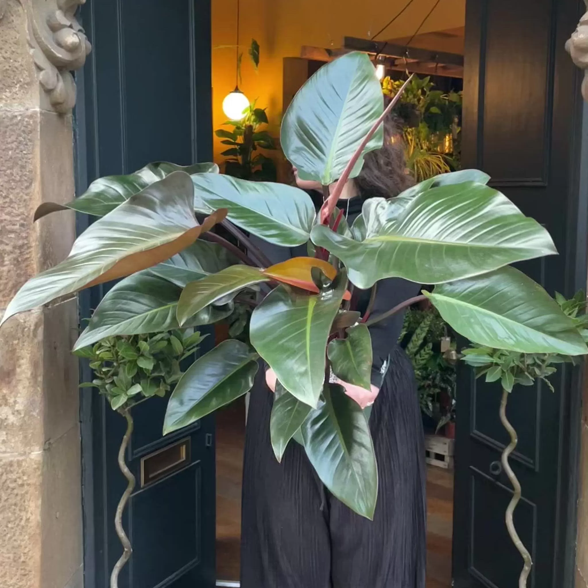 grow urban Philodendron ‘Red Beauty’- Philodendron | Shade Tolerant