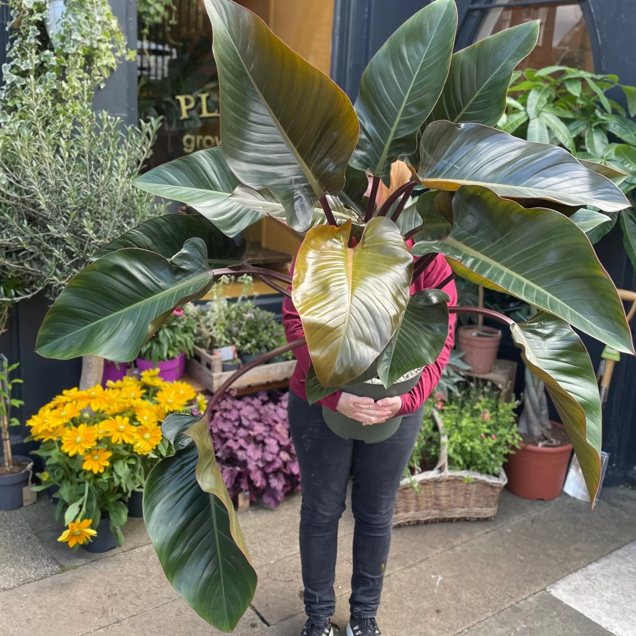 grow urban Philodendron ‘Red Beauty’ XL- Philodendron