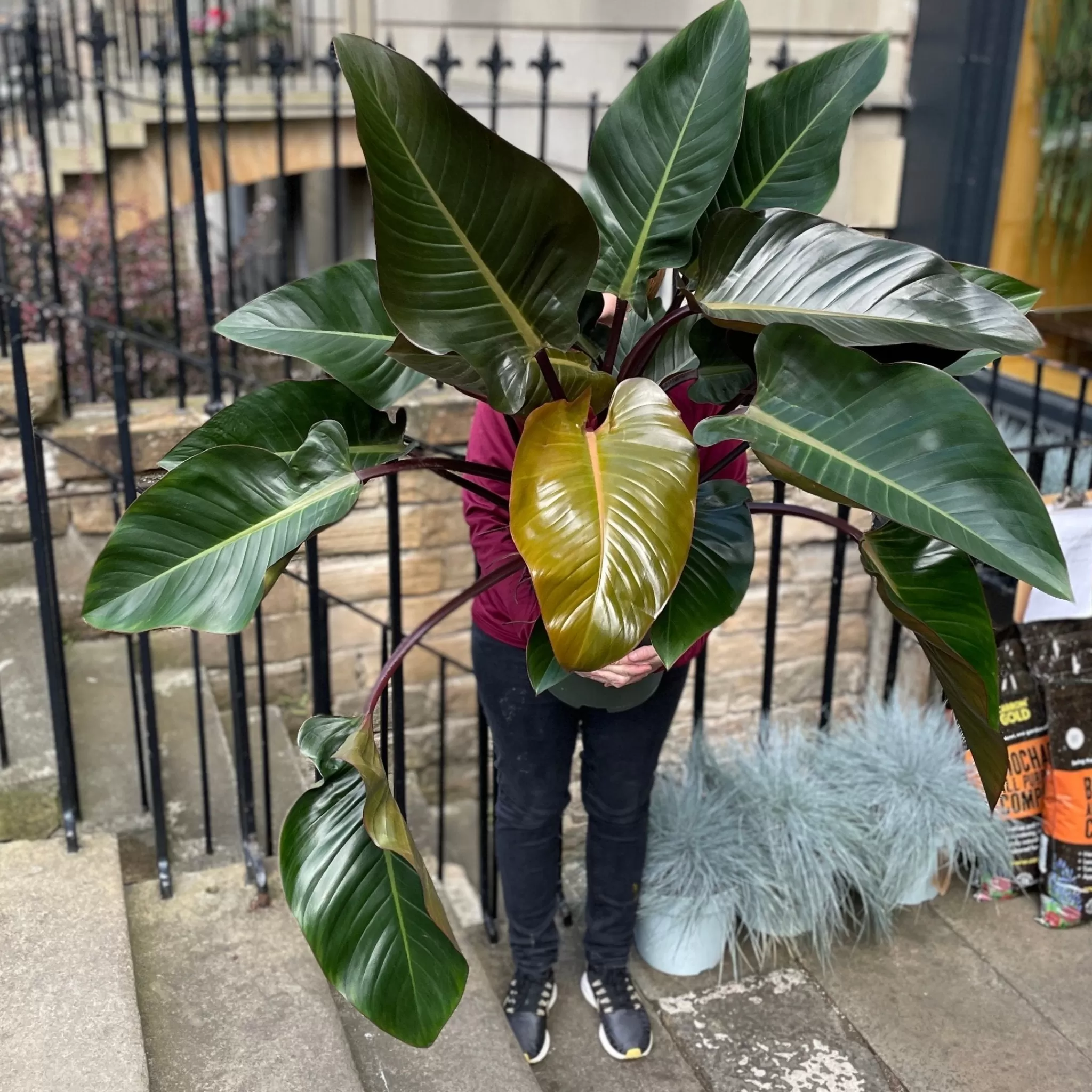 grow urban Philodendron ‘Red Beauty’ XL- Philodendron