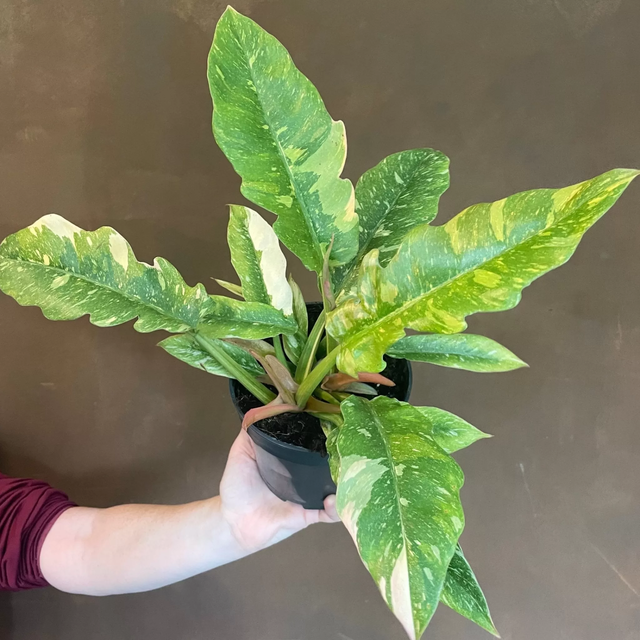 grow urban Philodendron 'Ring Of Fire'- Philodendron