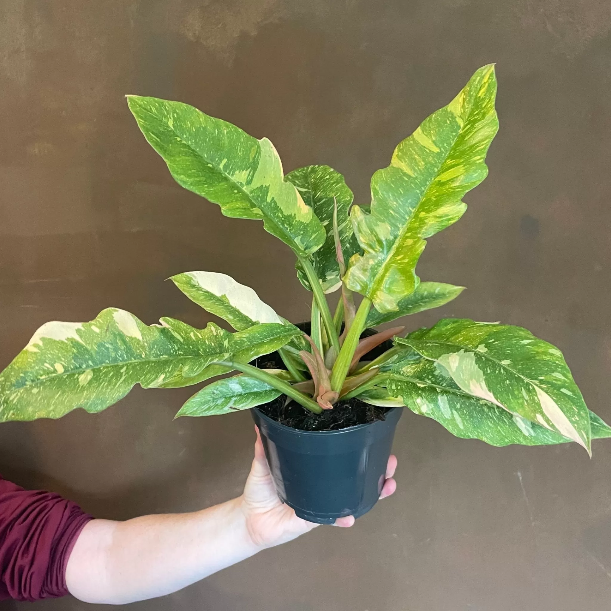 grow urban Philodendron 'Ring Of Fire'- Philodendron