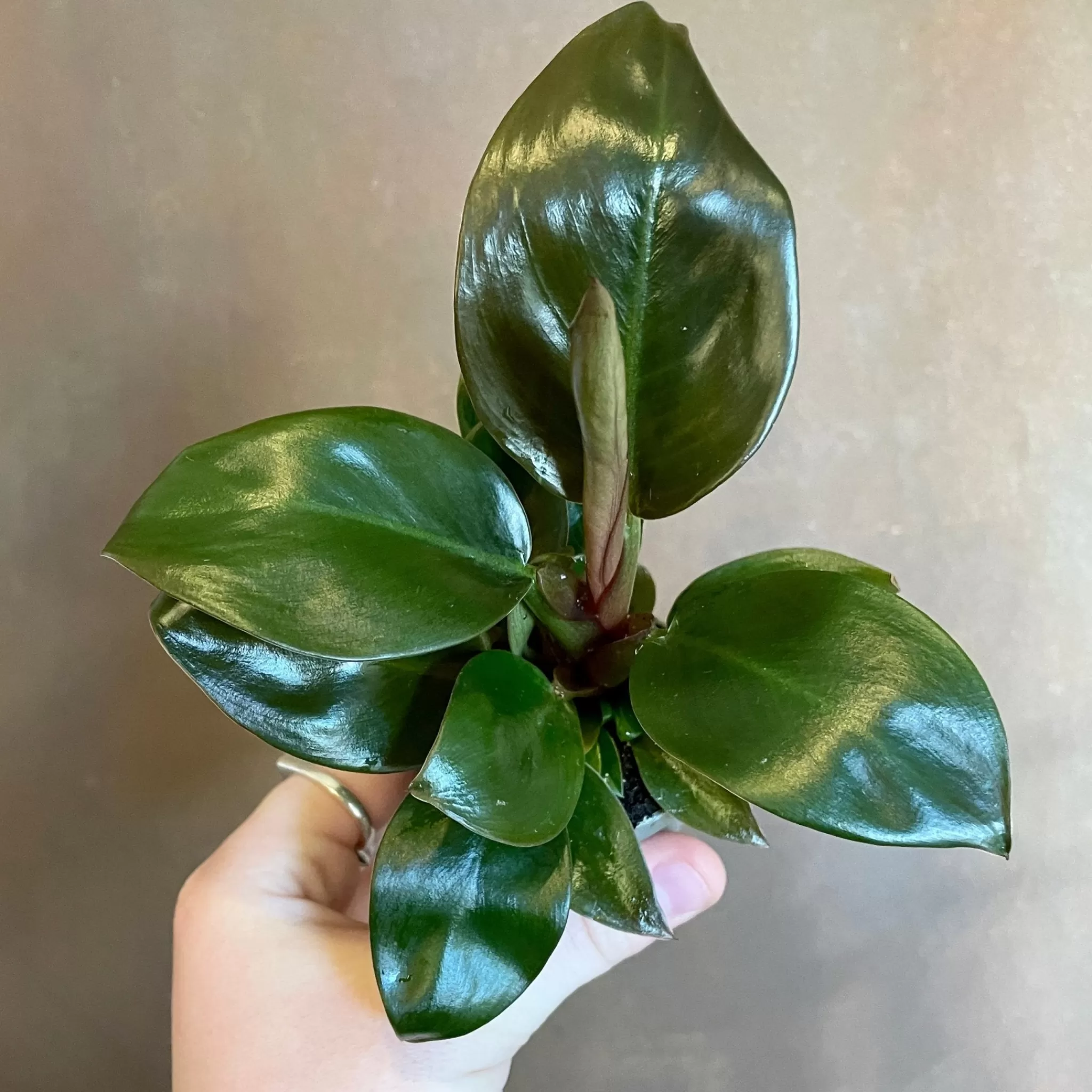 grow urban Philodendron ‘Rojo Congo’- Philodendron