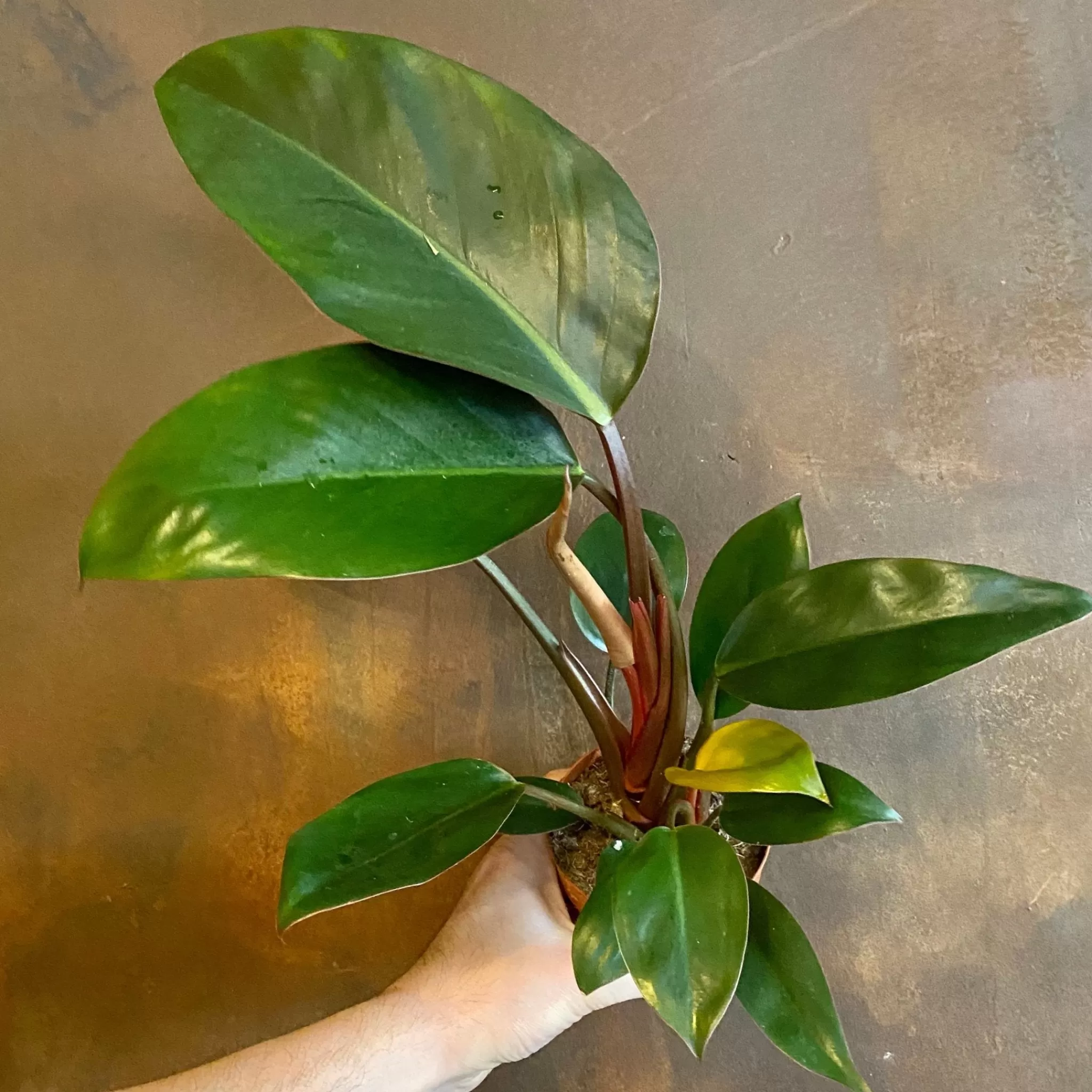 grow urban Philodendron ‘Rojo Congo’- Philodendron