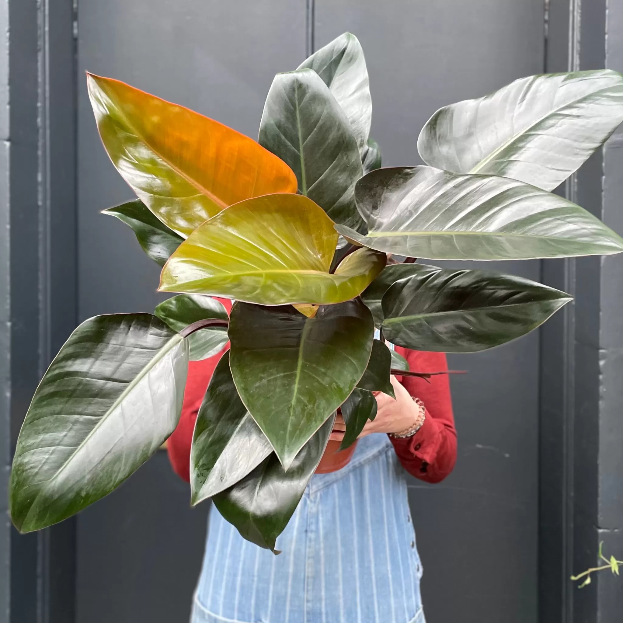 grow urban Philodendron ‘Rojo Congo’- Philodendron