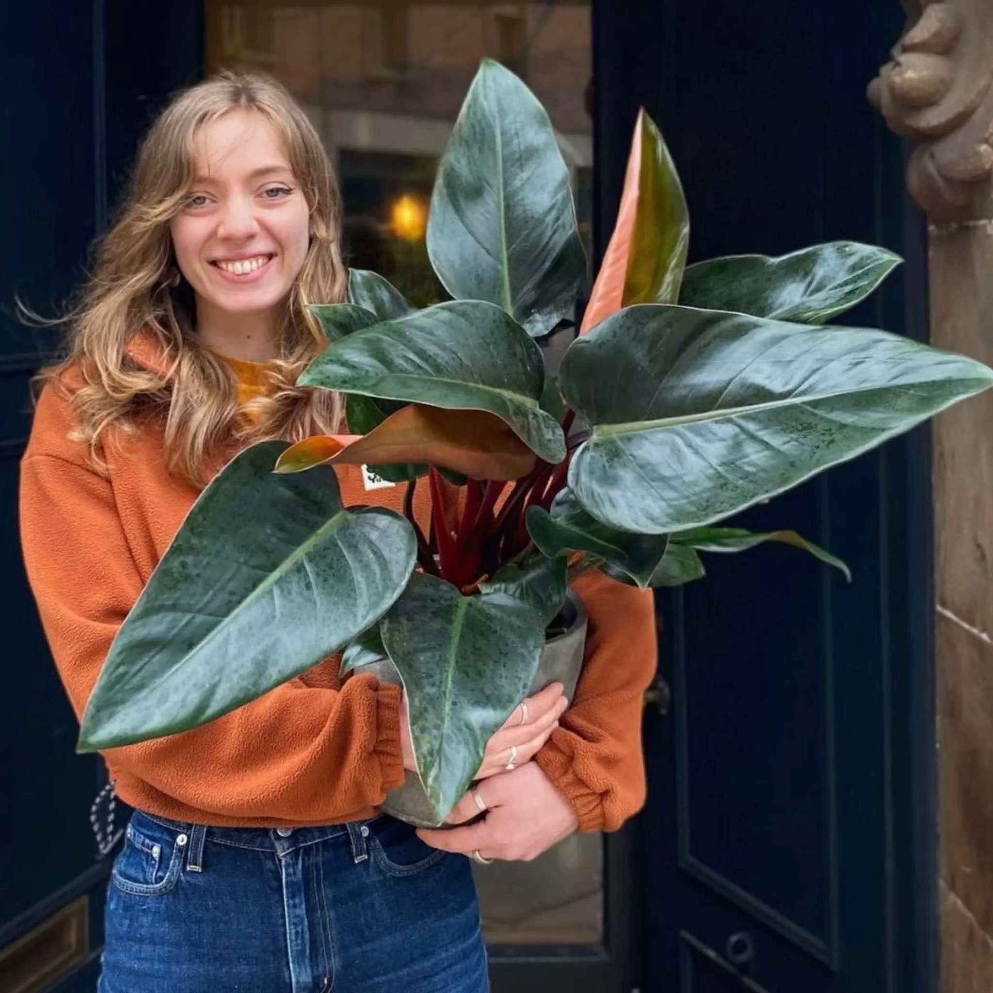 grow urban Philodendron ‘Rojo Congo’- Philodendron