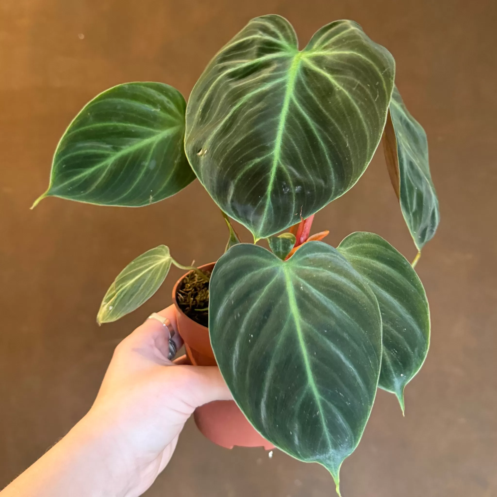 grow urban Philodendron Rubrijuvenile 'El Choco Red'- Philodendron