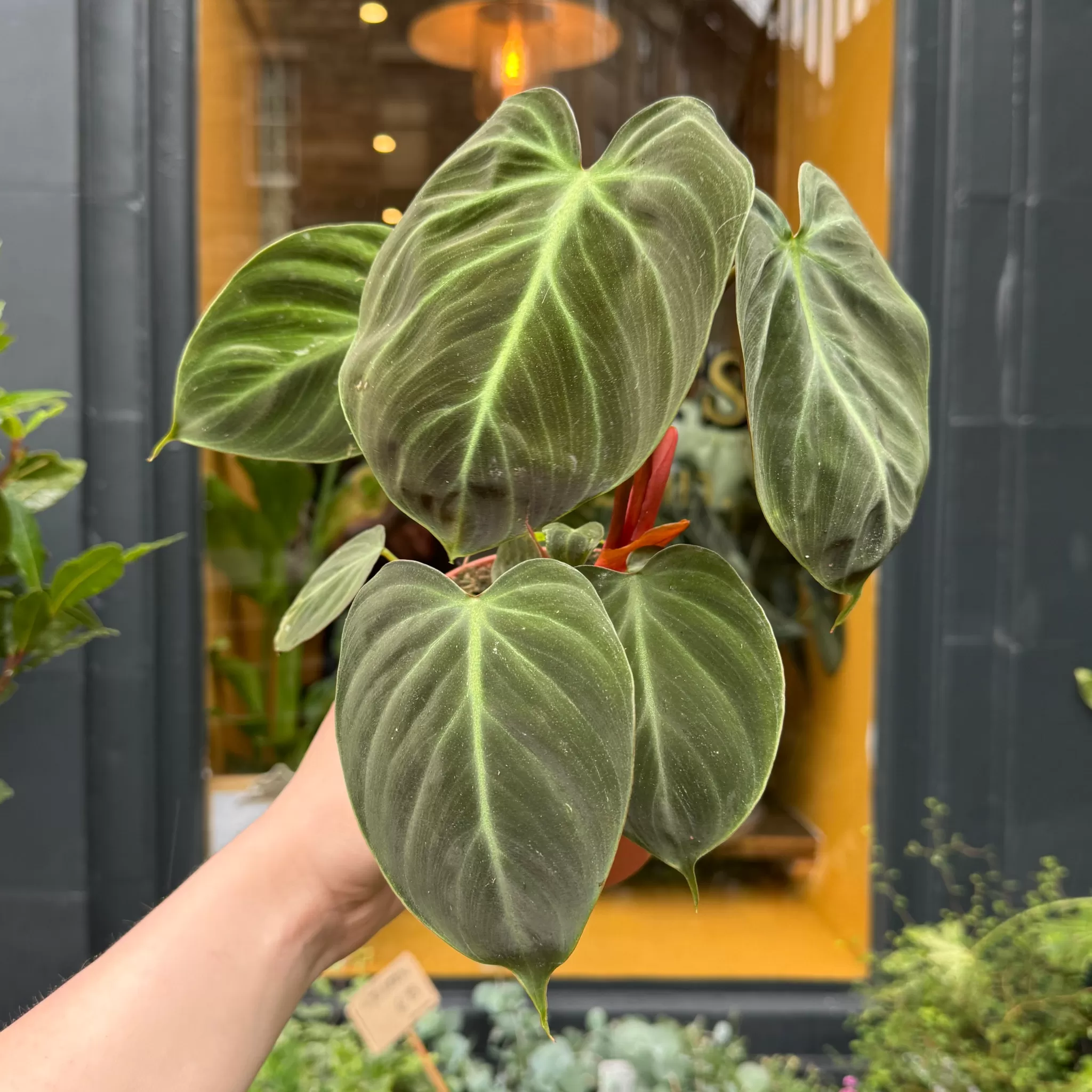 grow urban Philodendron Rubrijuvenile 'El Choco Red'- Philodendron