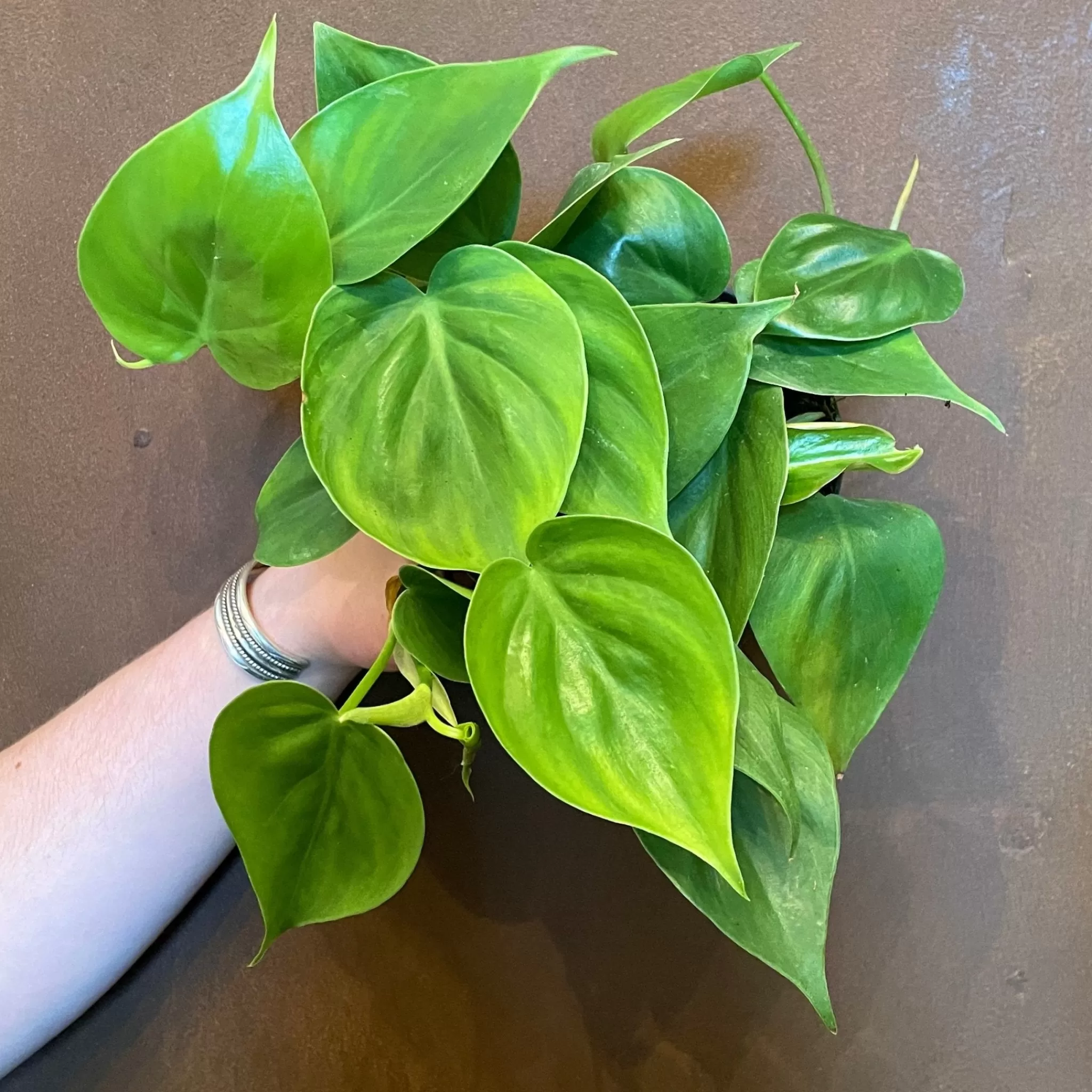 grow urban Philodendron Scandens- Top Air Purifying | Shade Tolerant