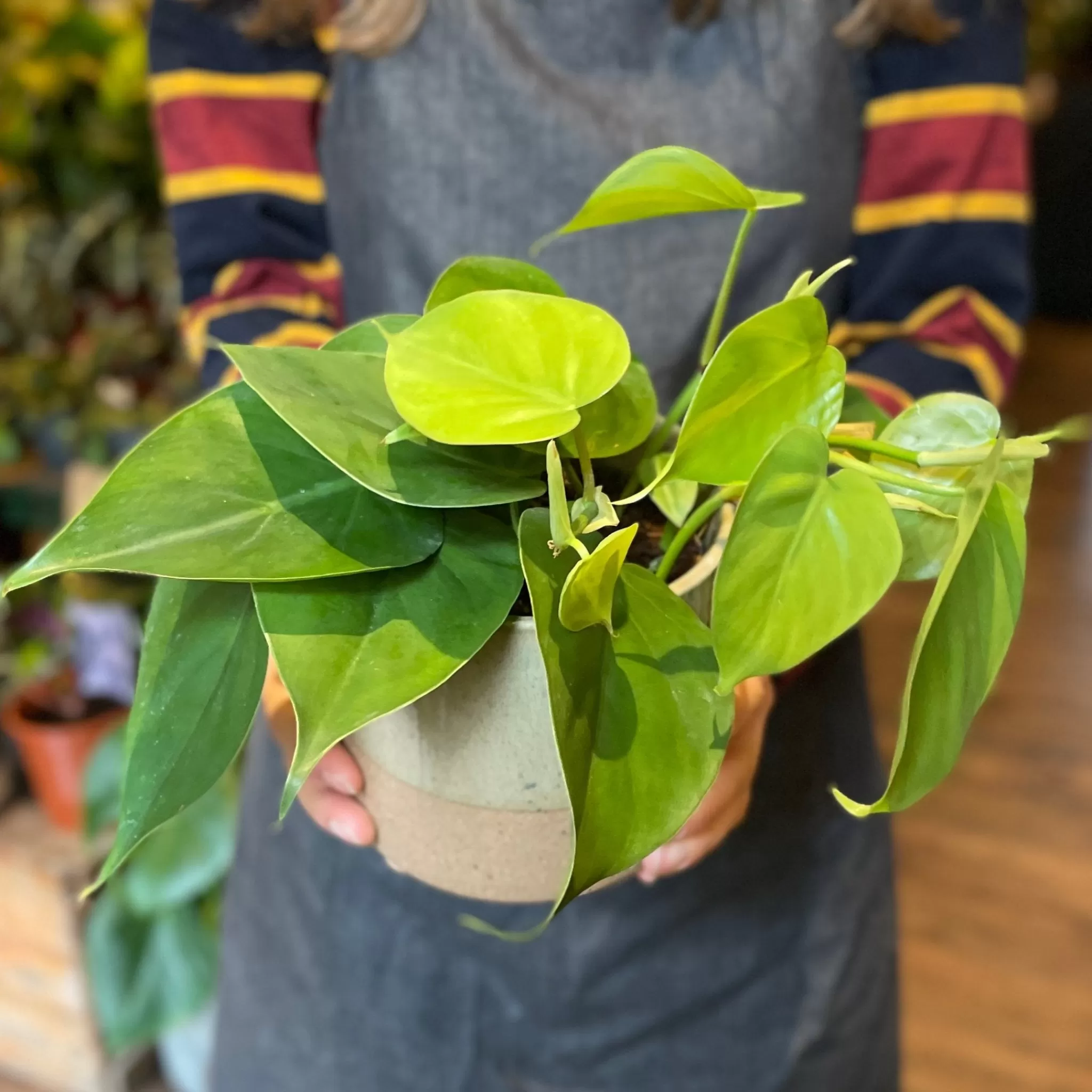 grow urban Philodendron Scandens- Top Air Purifying | Shade Tolerant
