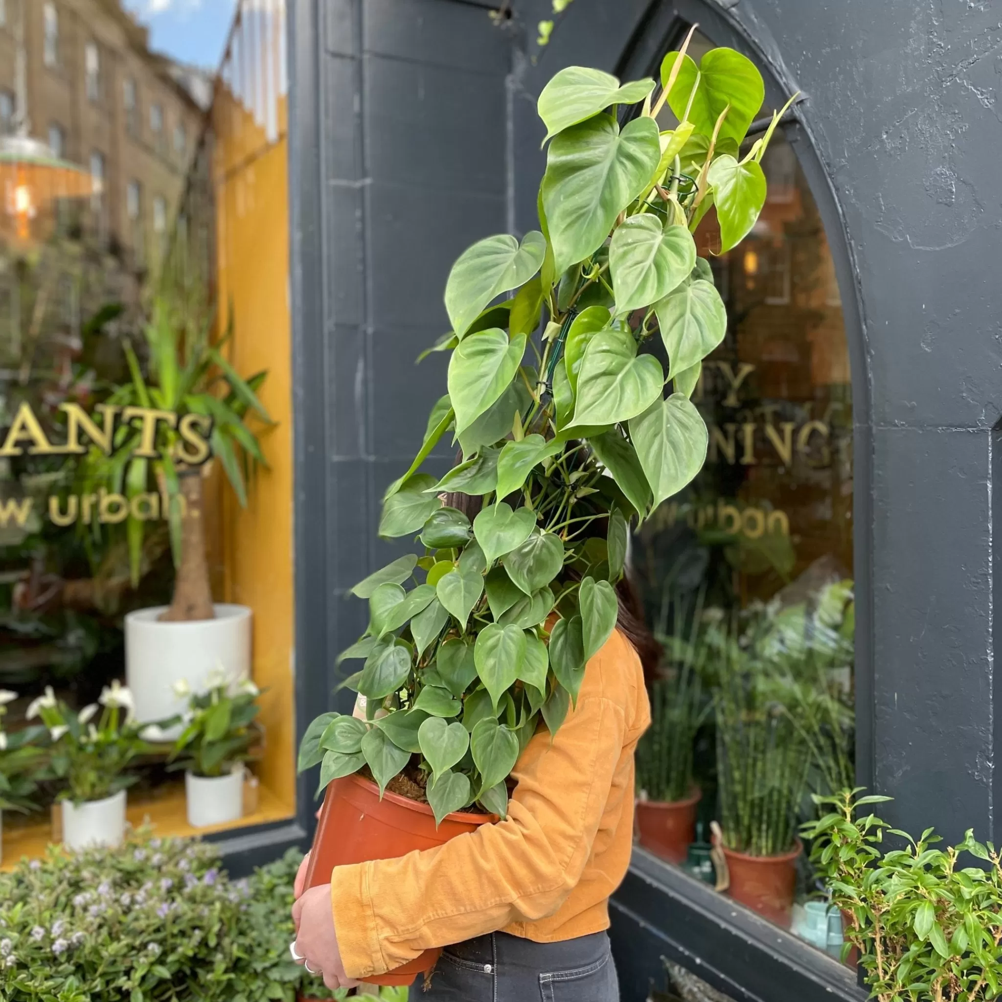 grow urban Philodendron Scandens (120cm)- Philodendron | Top Air Purifying