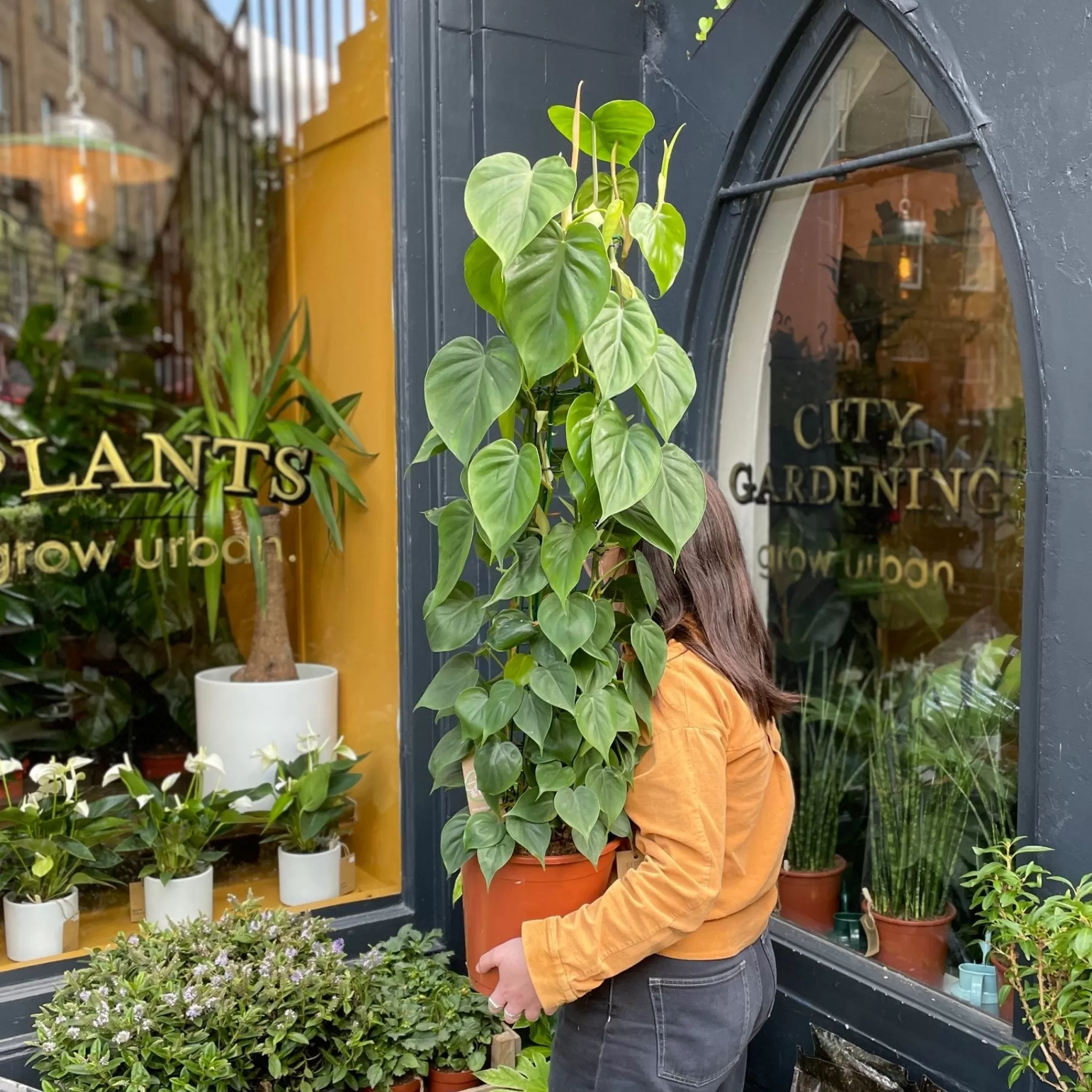 grow urban Philodendron Scandens (120cm)- Philodendron | Top Air Purifying