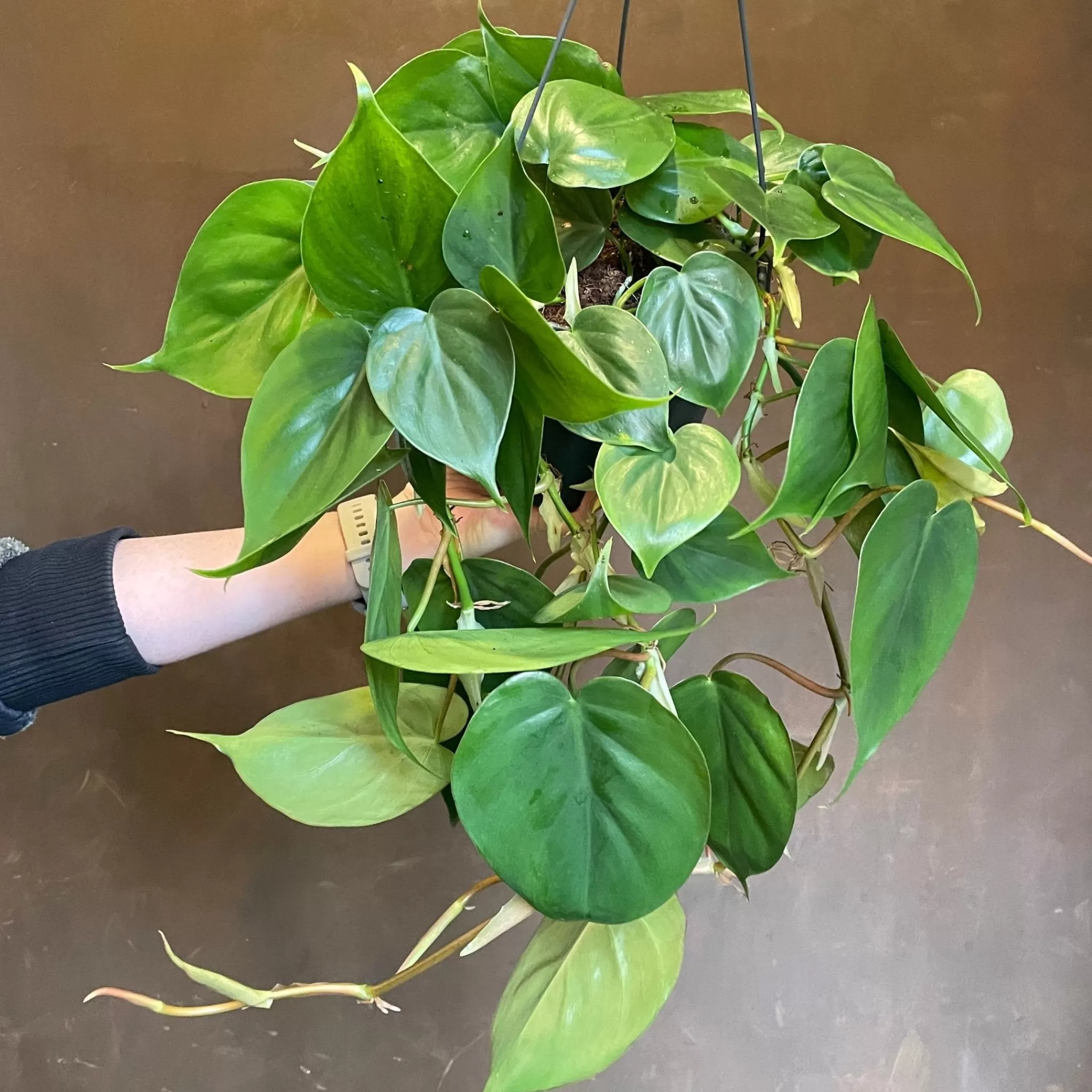 grow urban Philodendron Scandens (17cm Hangpot)- Philodendron