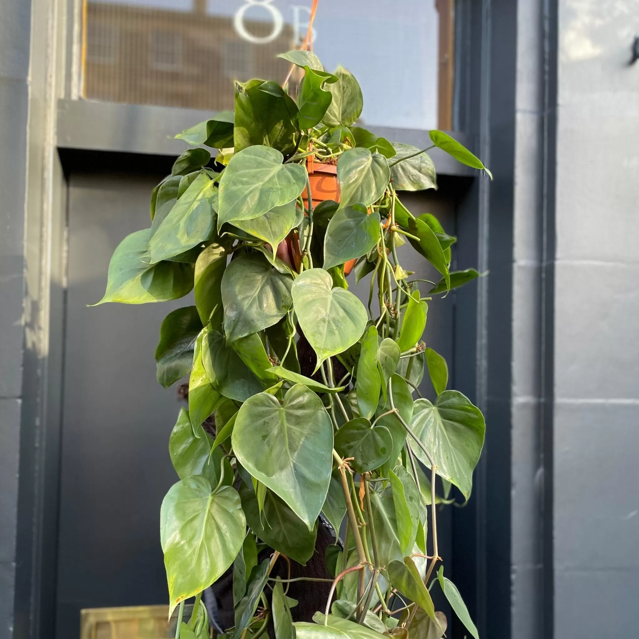 grow urban Philodendron Scandens (20cm Hangpot)- Philodendron