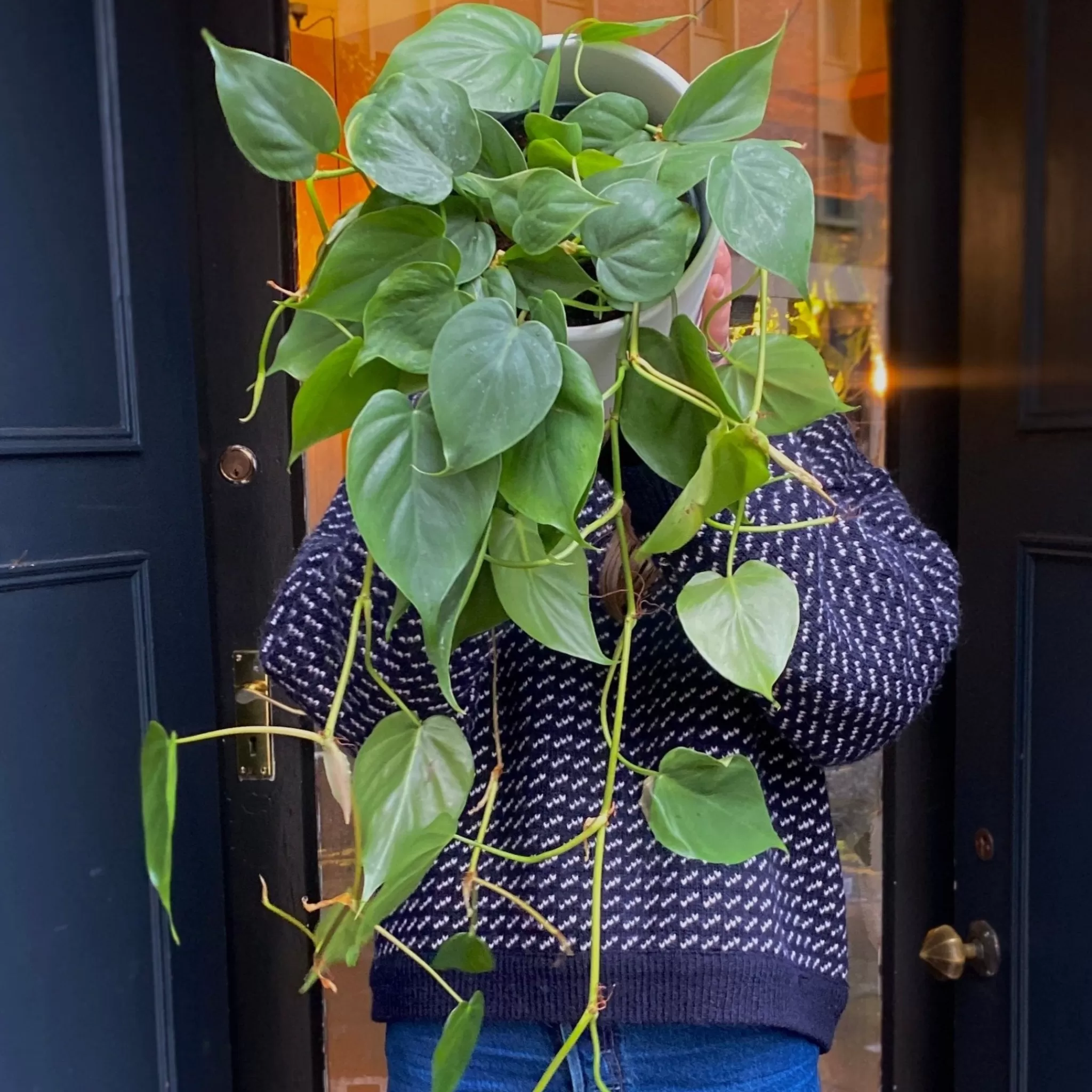 grow urban Philodendron Scandens (17cm Hangpot)- Philodendron