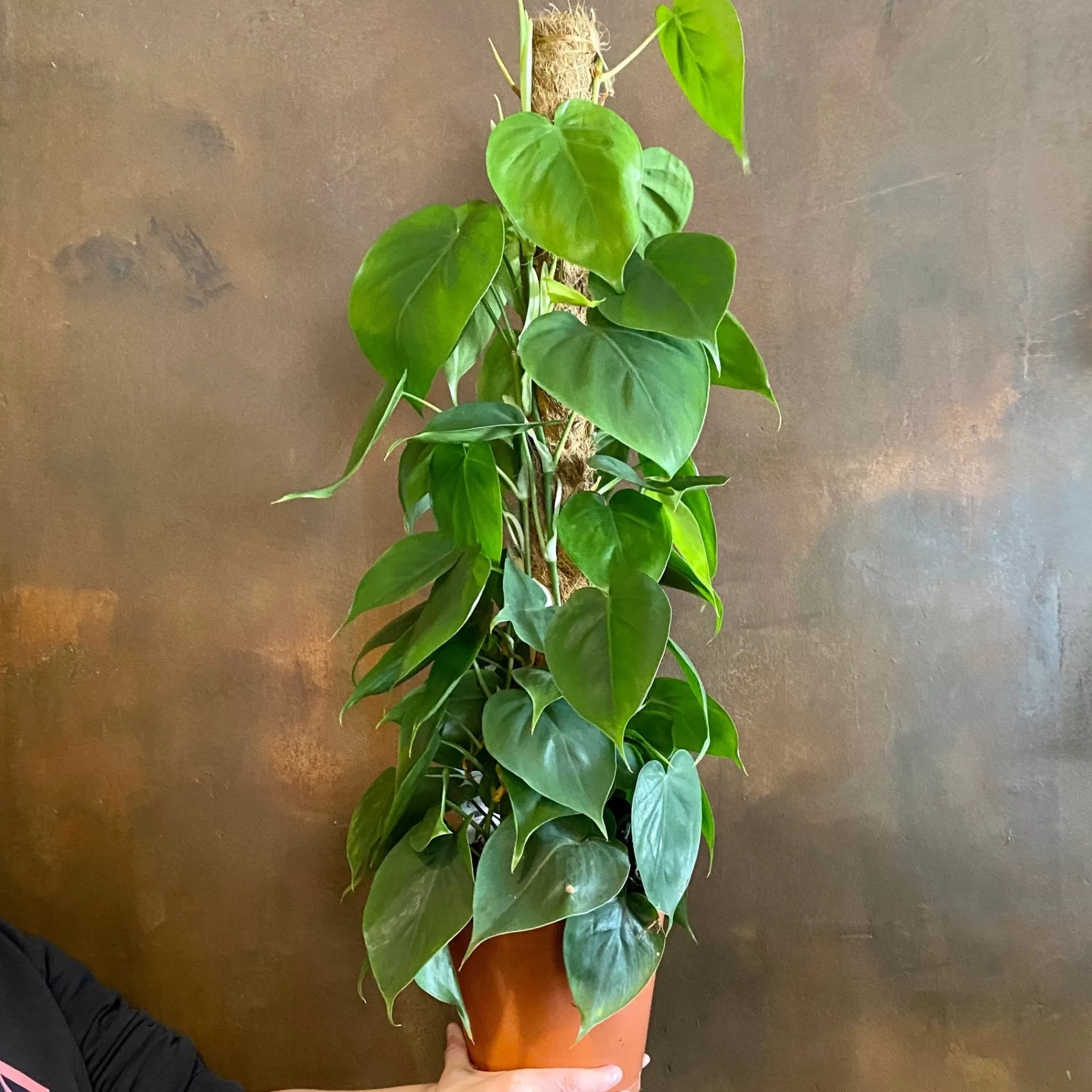 grow urban Philodendron Scandens (19cm Pot)- Philodendron