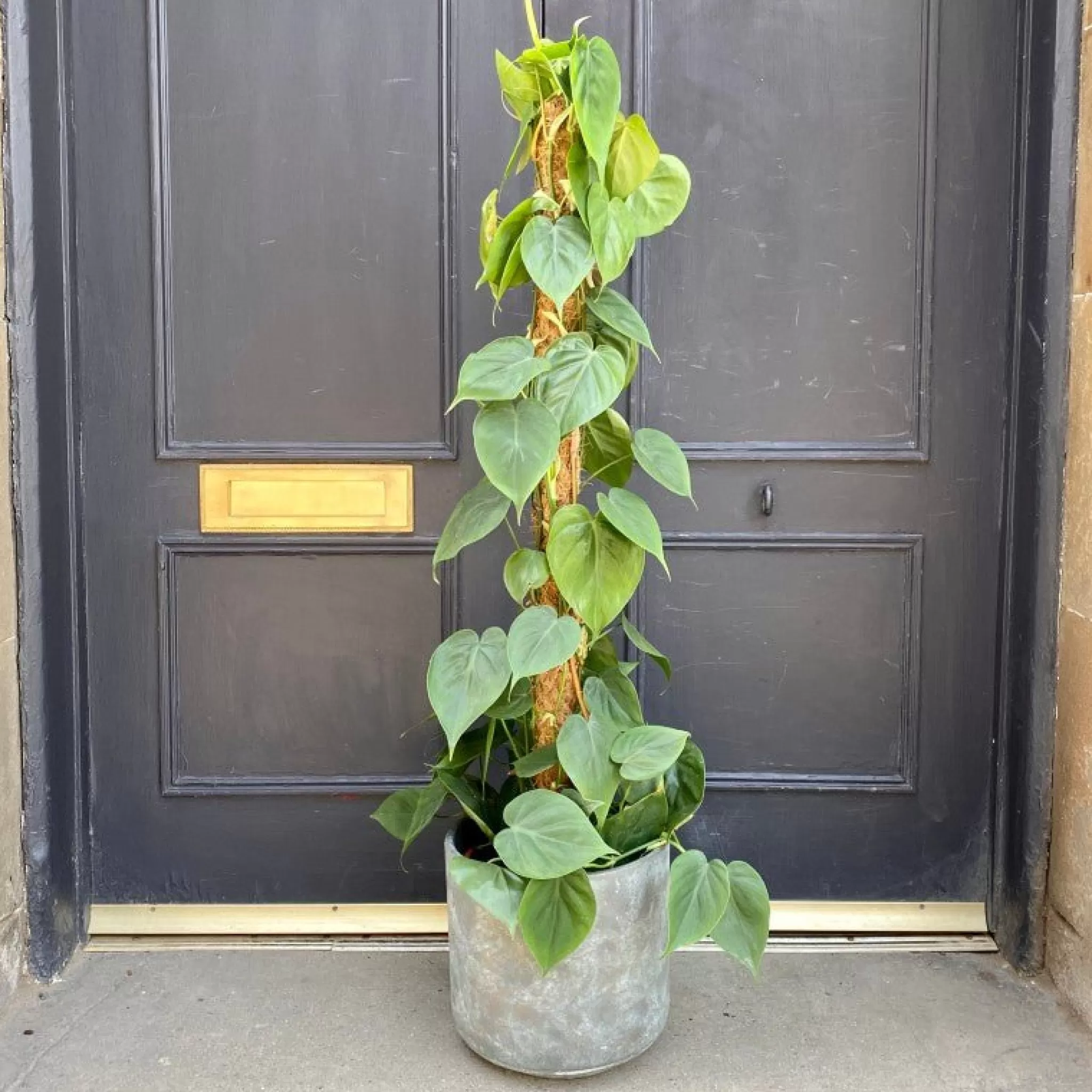 grow urban Philodendron Scandens (21cm Pot)- Philodendron