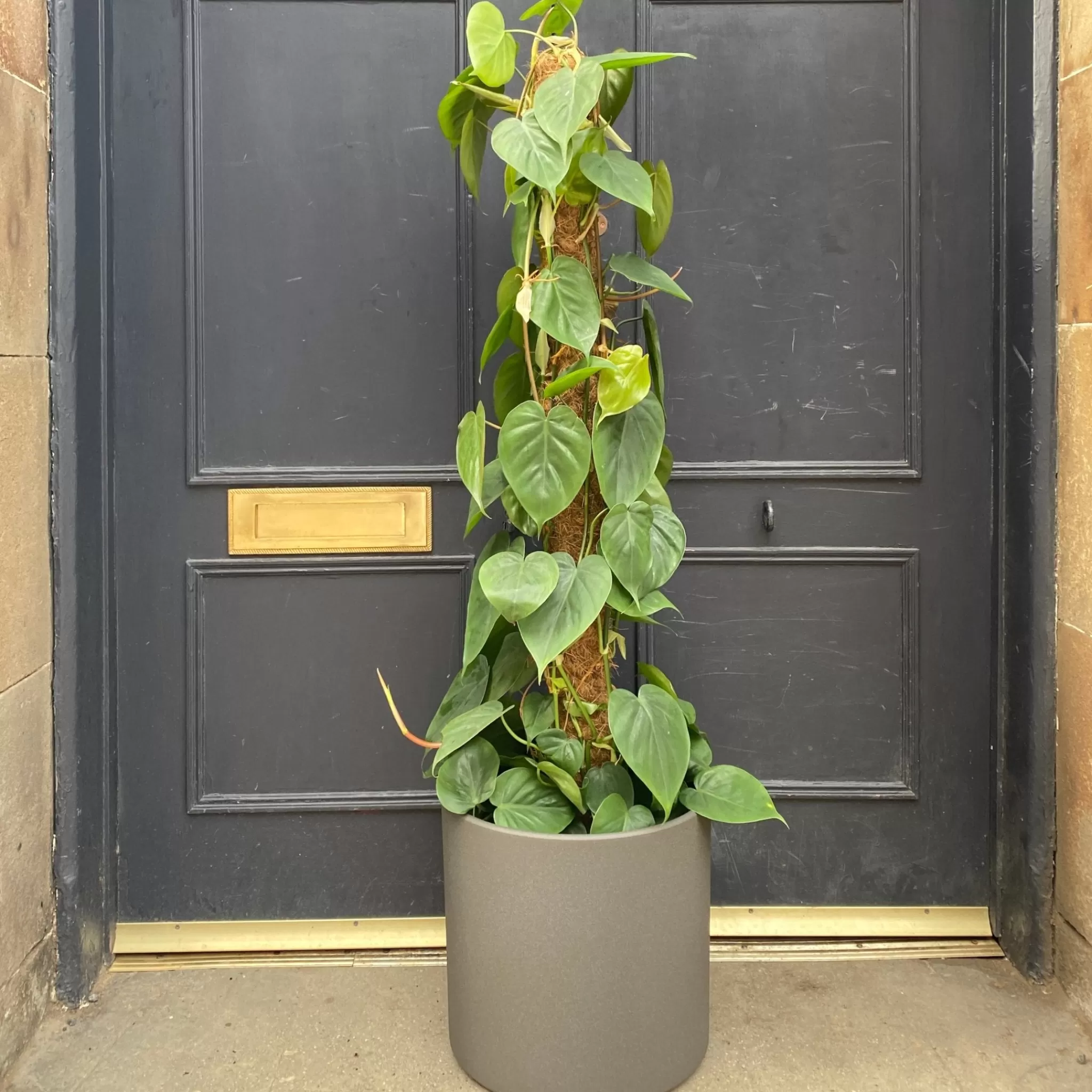 grow urban Philodendron Scandens (24cm Pot)- Philodendron