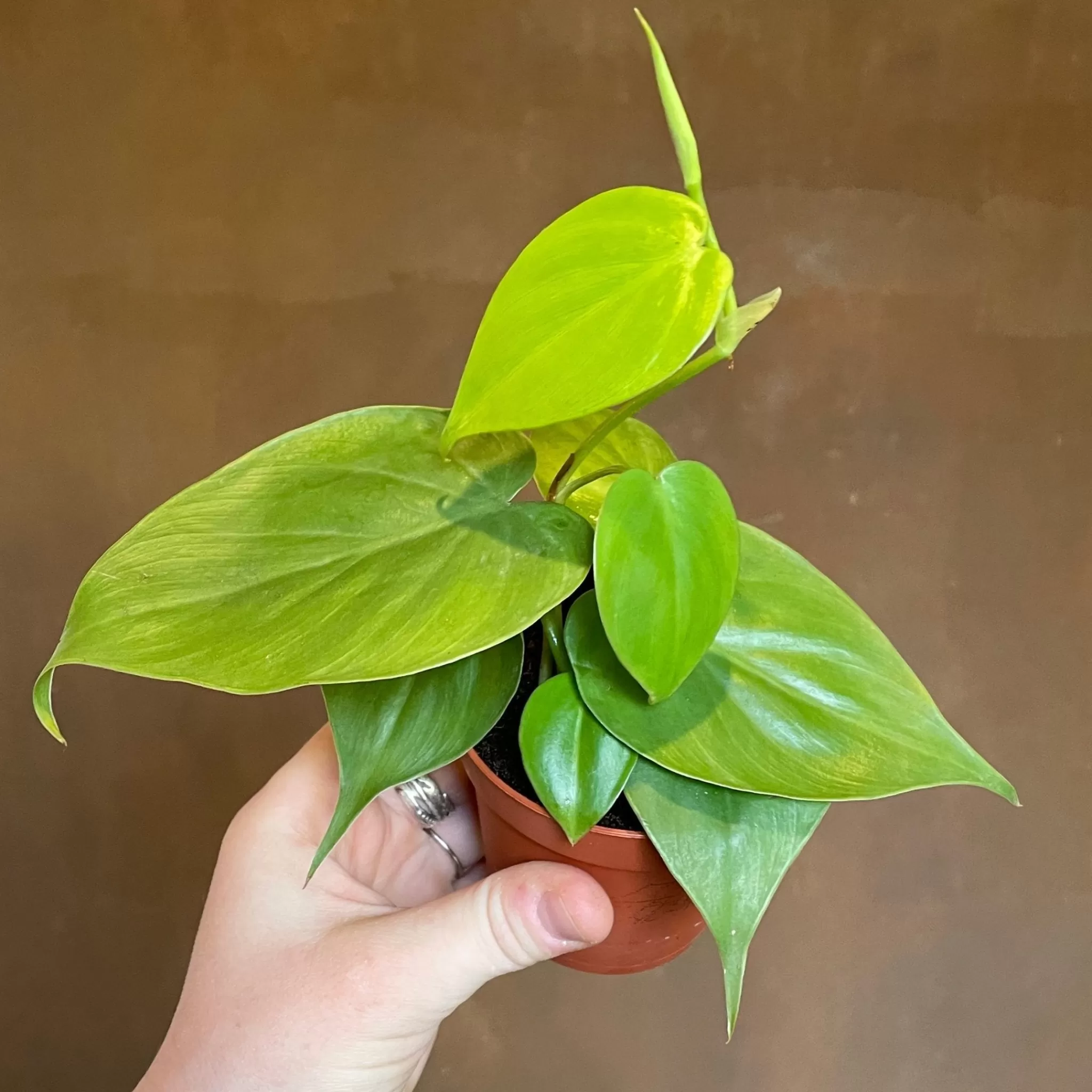 grow urban Philodendron Scandens (9cm Pot)- Philodendron
