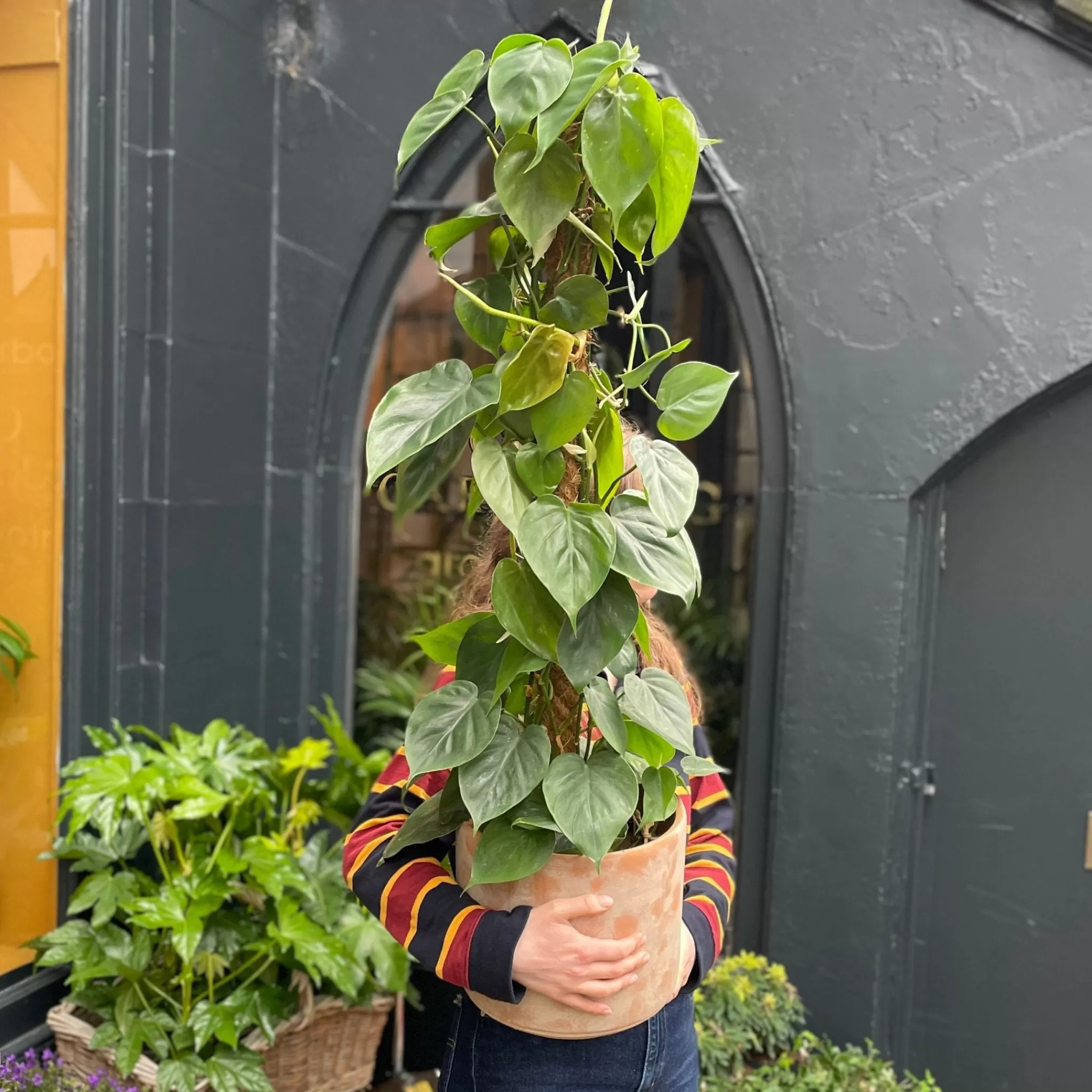 grow urban Philodendron Scandens (21cm Pot)- Philodendron