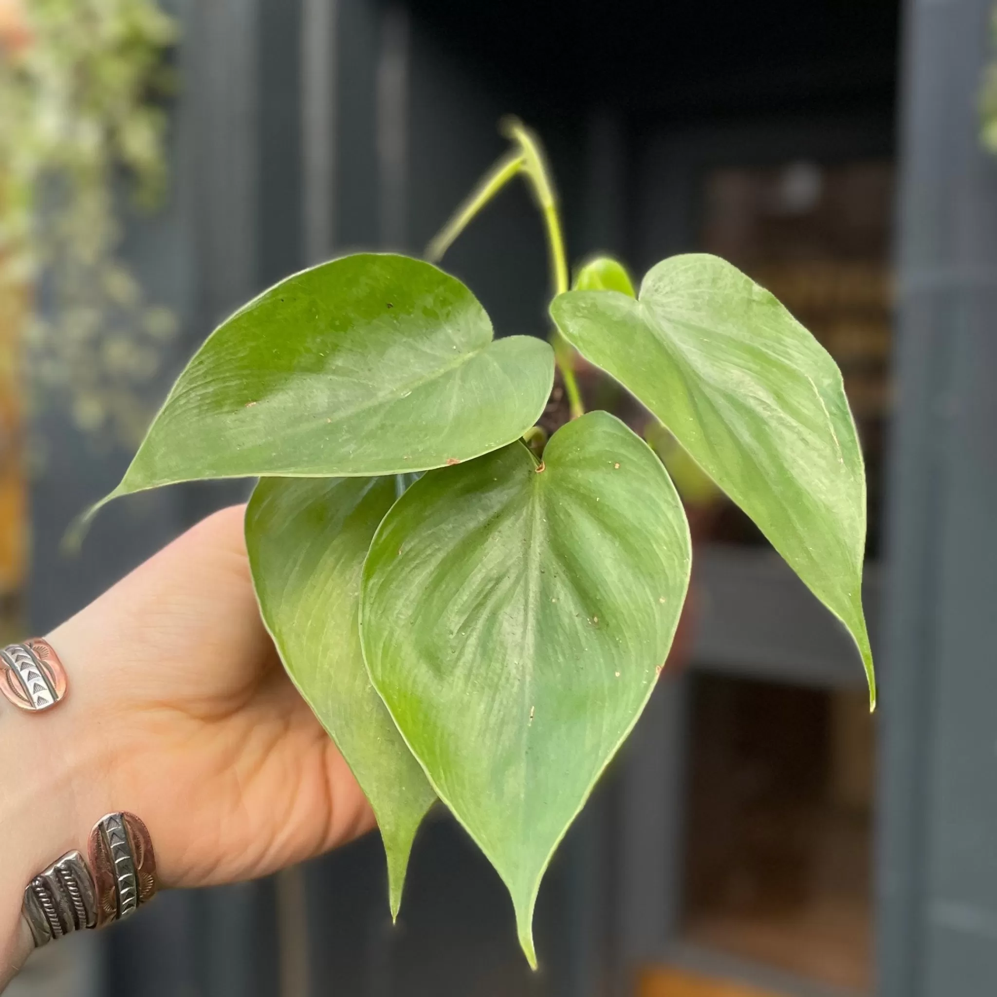 grow urban Philodendron Scandens (9cm Pot)- Philodendron
