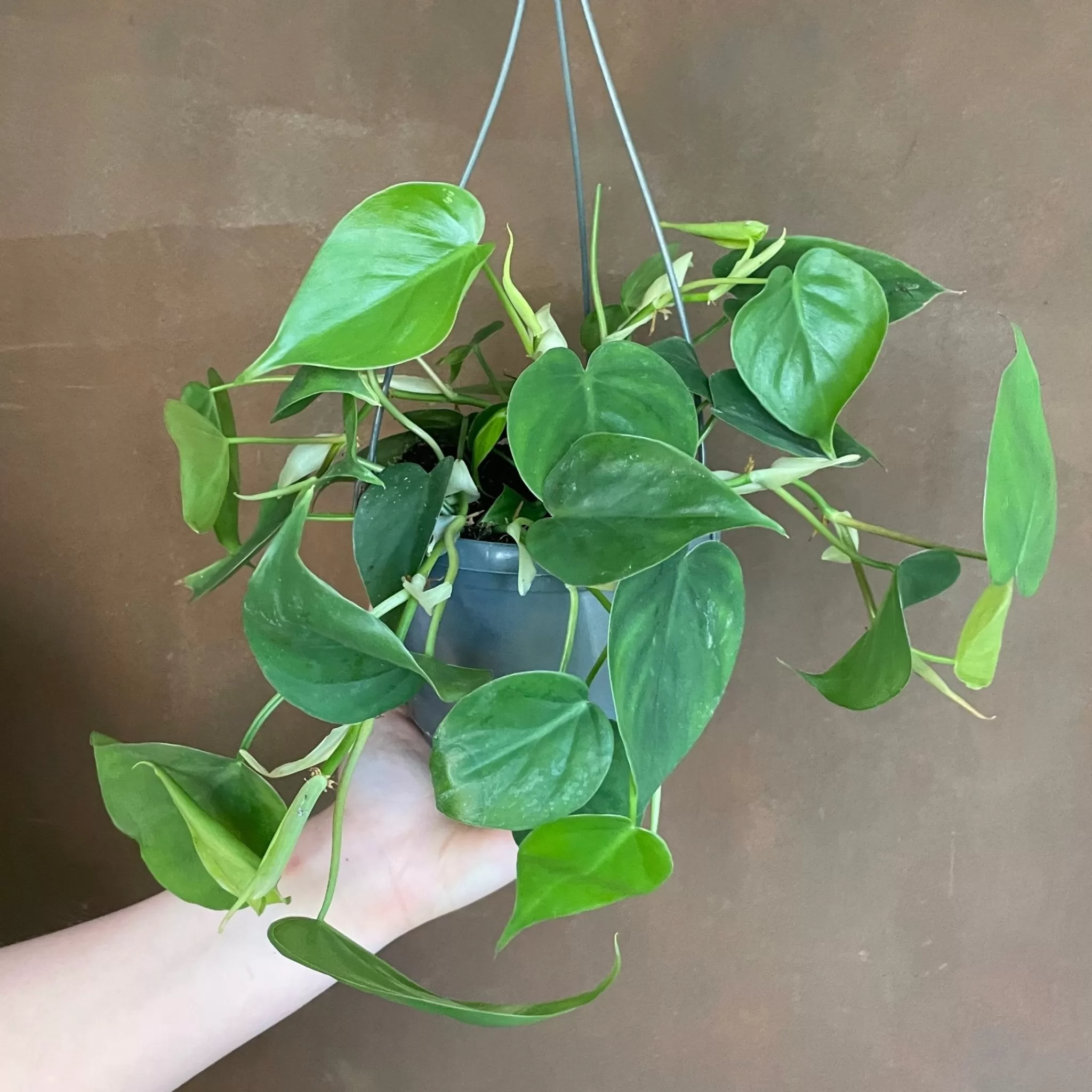 grow urban Philodendron Scandens (hangpot)- Philodendron