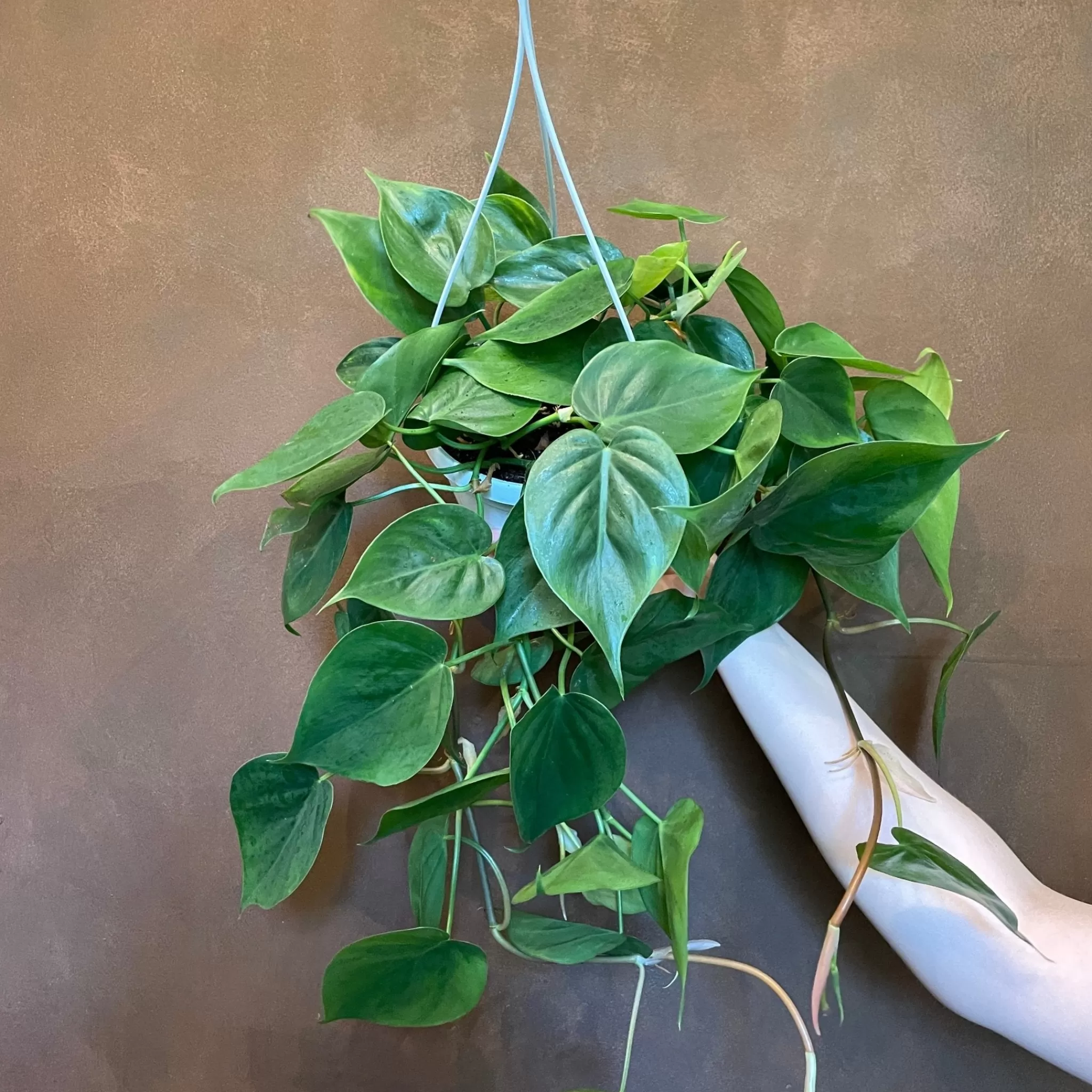 grow urban Philodendron Scandens (hangpot)- Philodendron