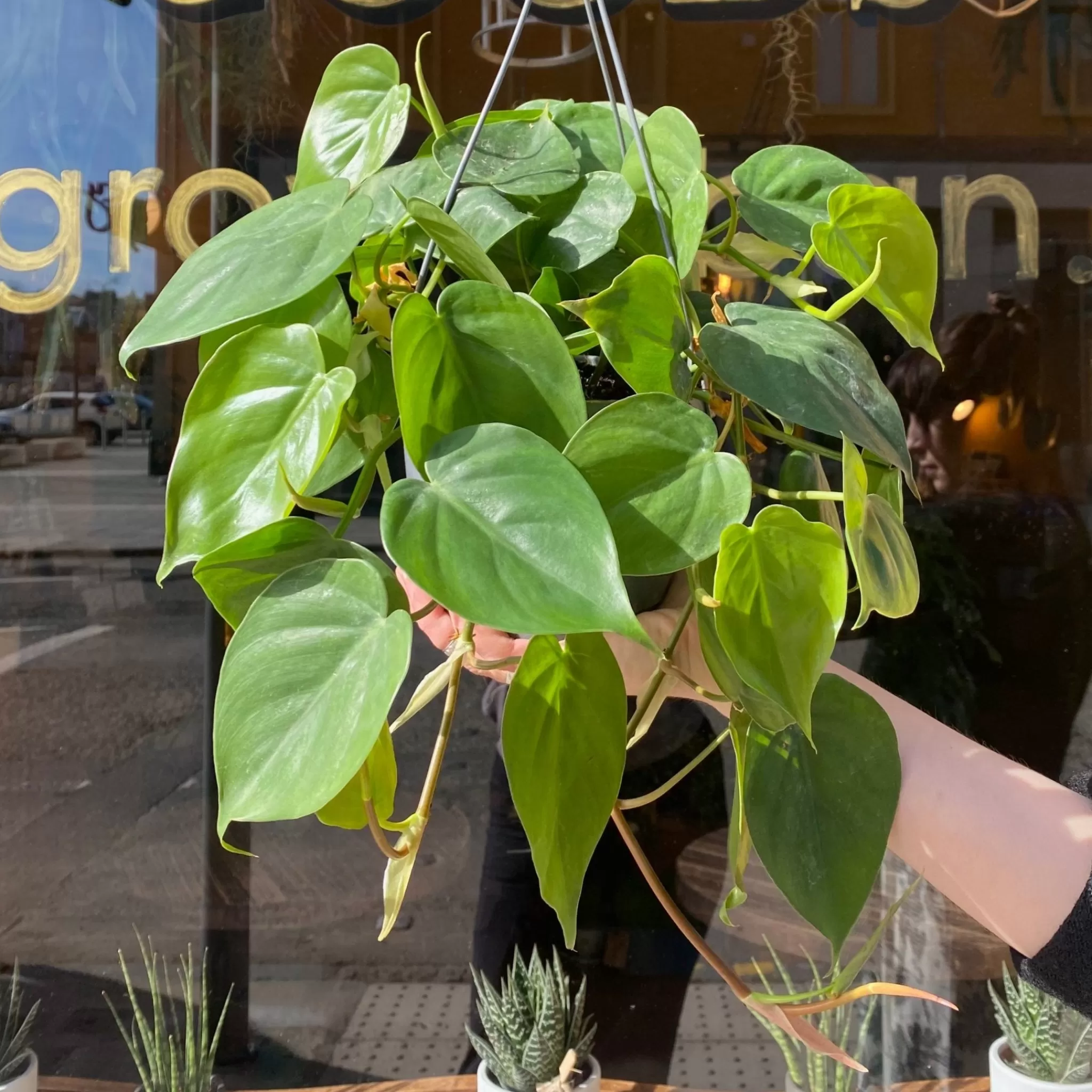 grow urban Philodendron Scandens (hangpot)- Philodendron