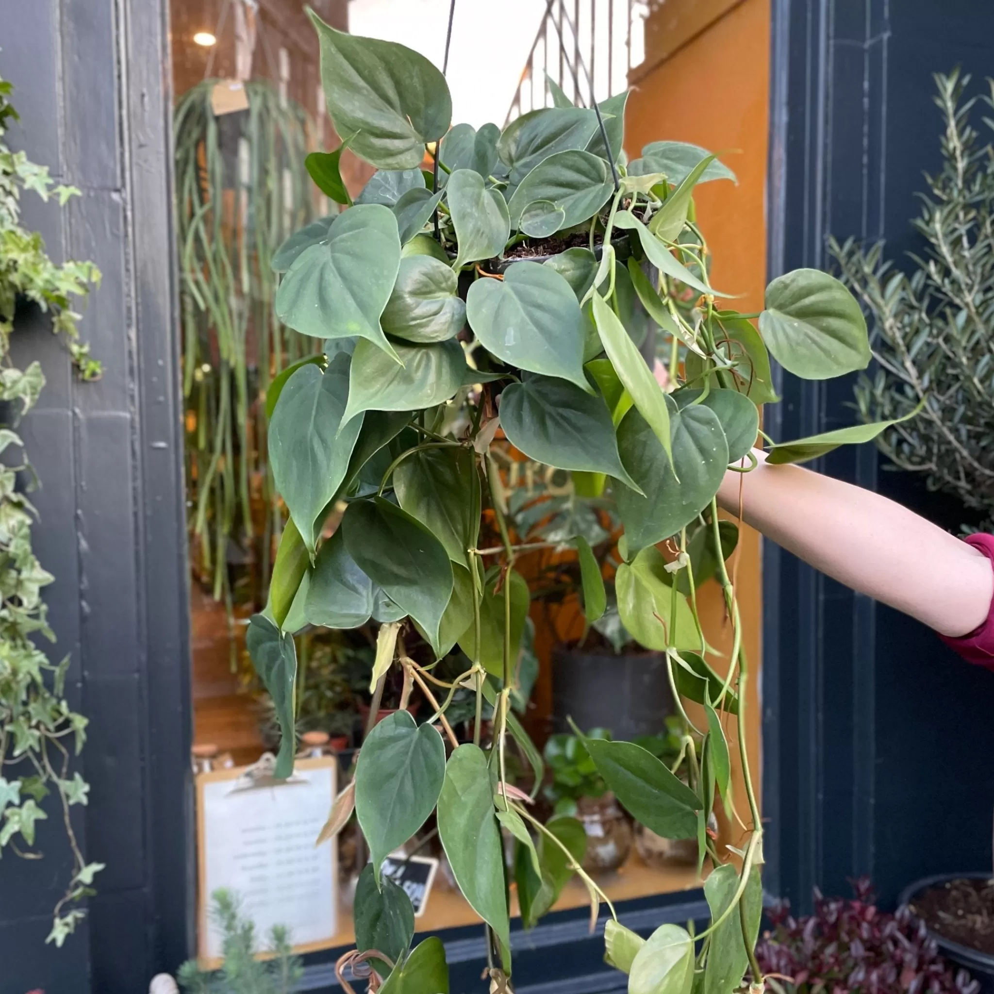 grow urban Philodendron Scandens (hangpot)- Philodendron