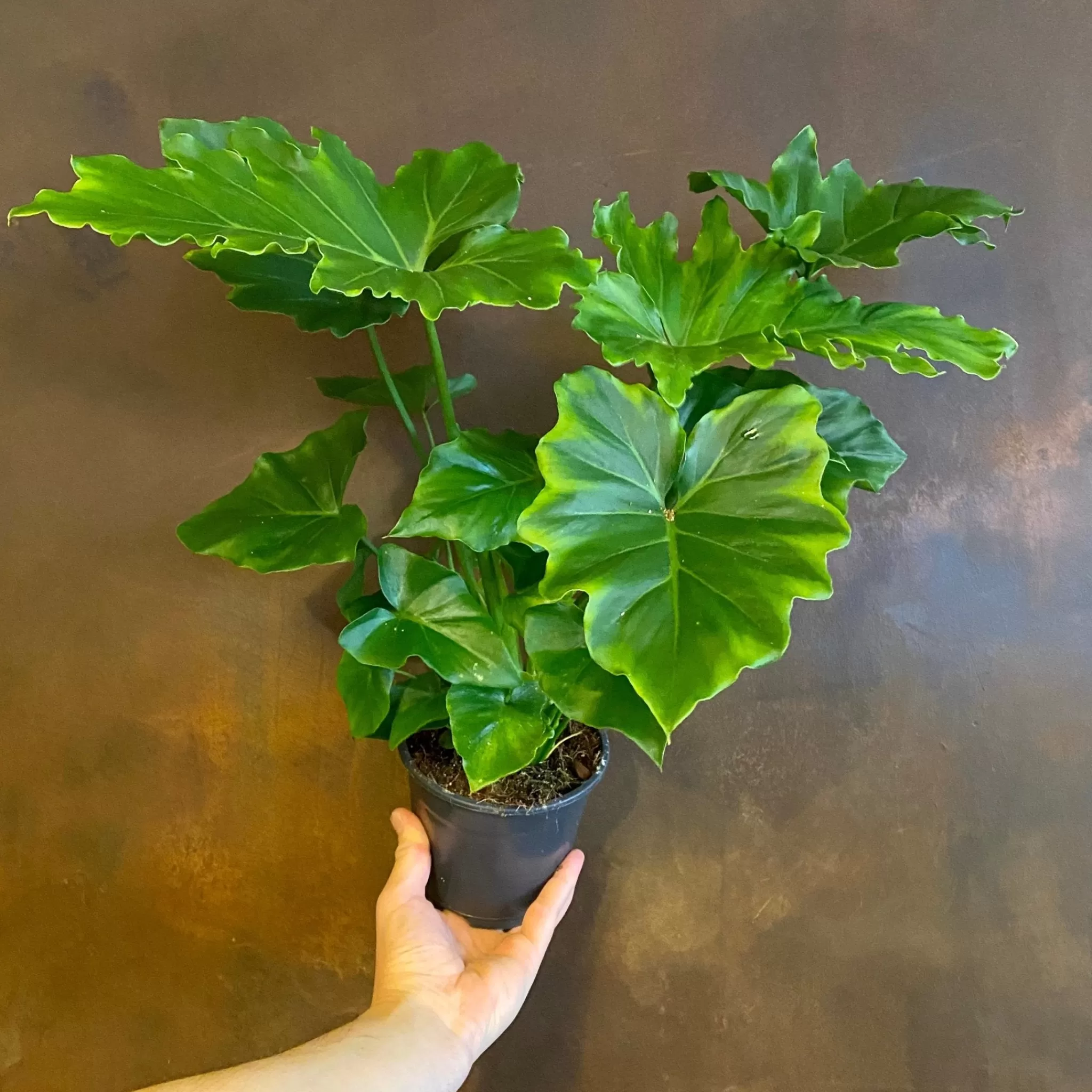 grow urban Philodendron ‘Shangri La’- Philodendron