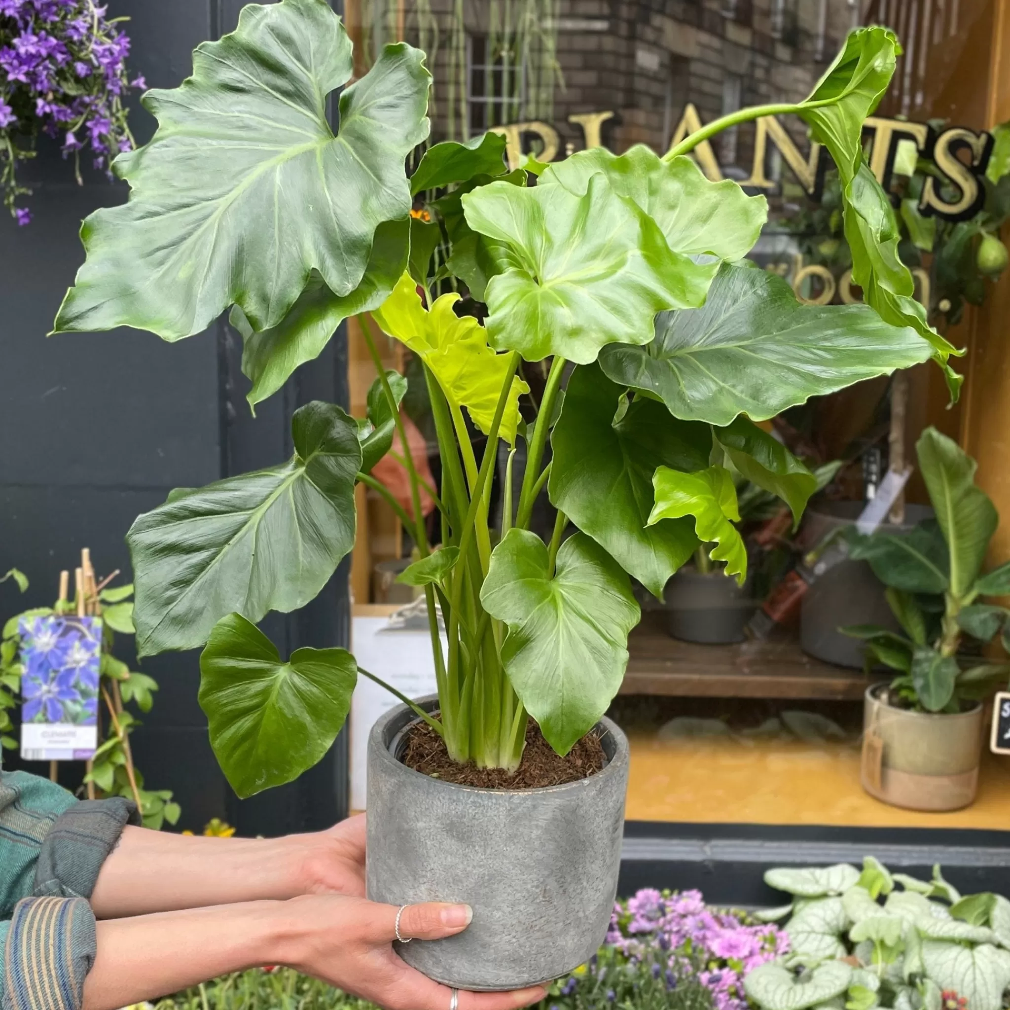 grow urban Philodendron ‘Shangri La’- Philodendron