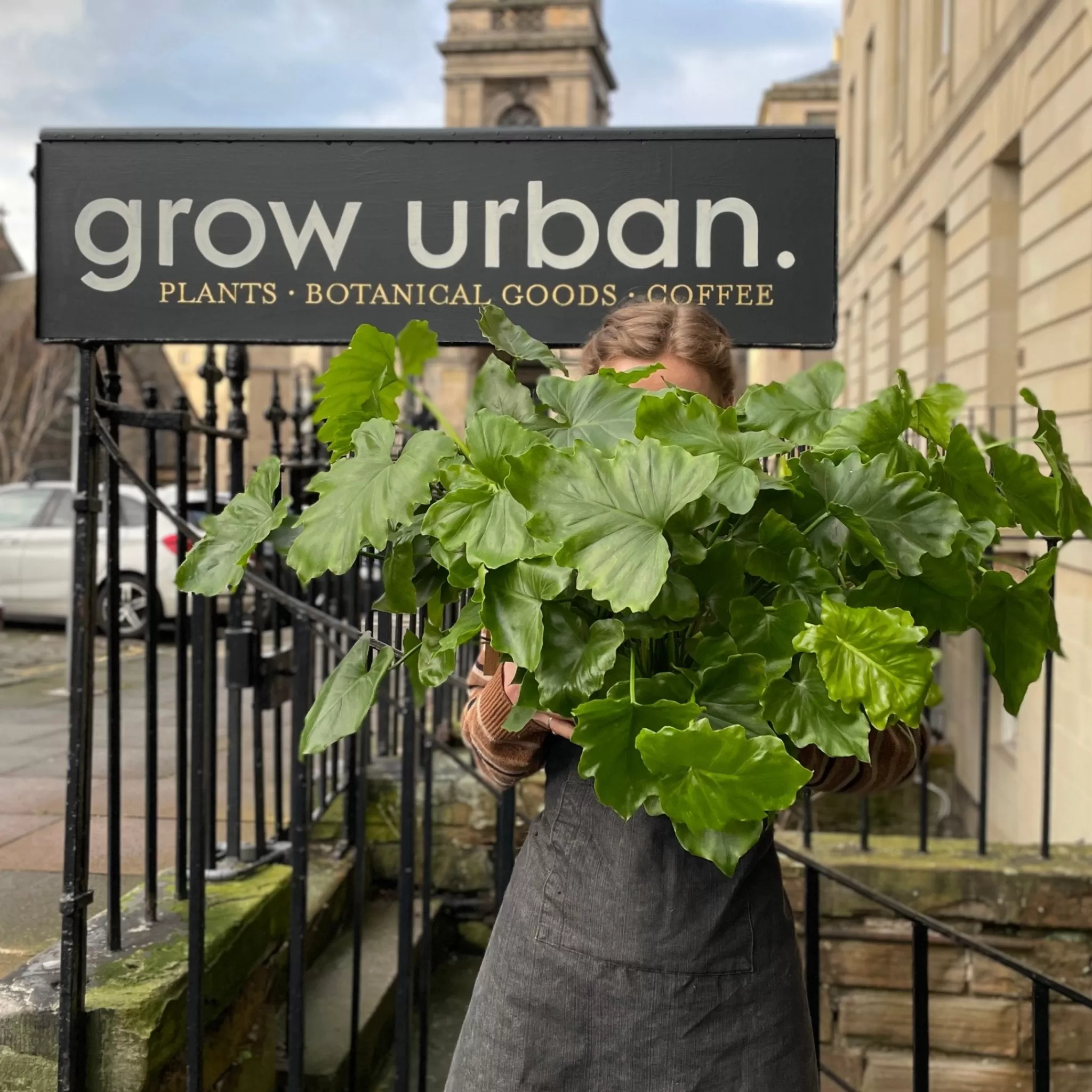 grow urban Philodendron ‘Shangri La’ (17cm Pot)- Philodendron