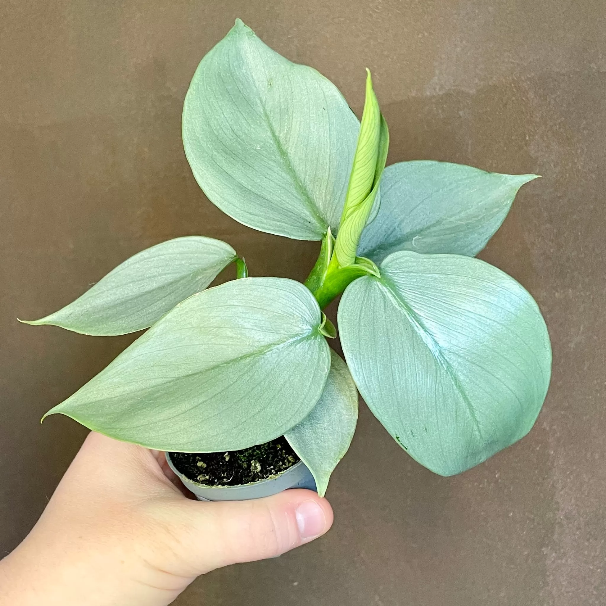 grow urban Philodendron ‘Silver Dust'- Philodendron