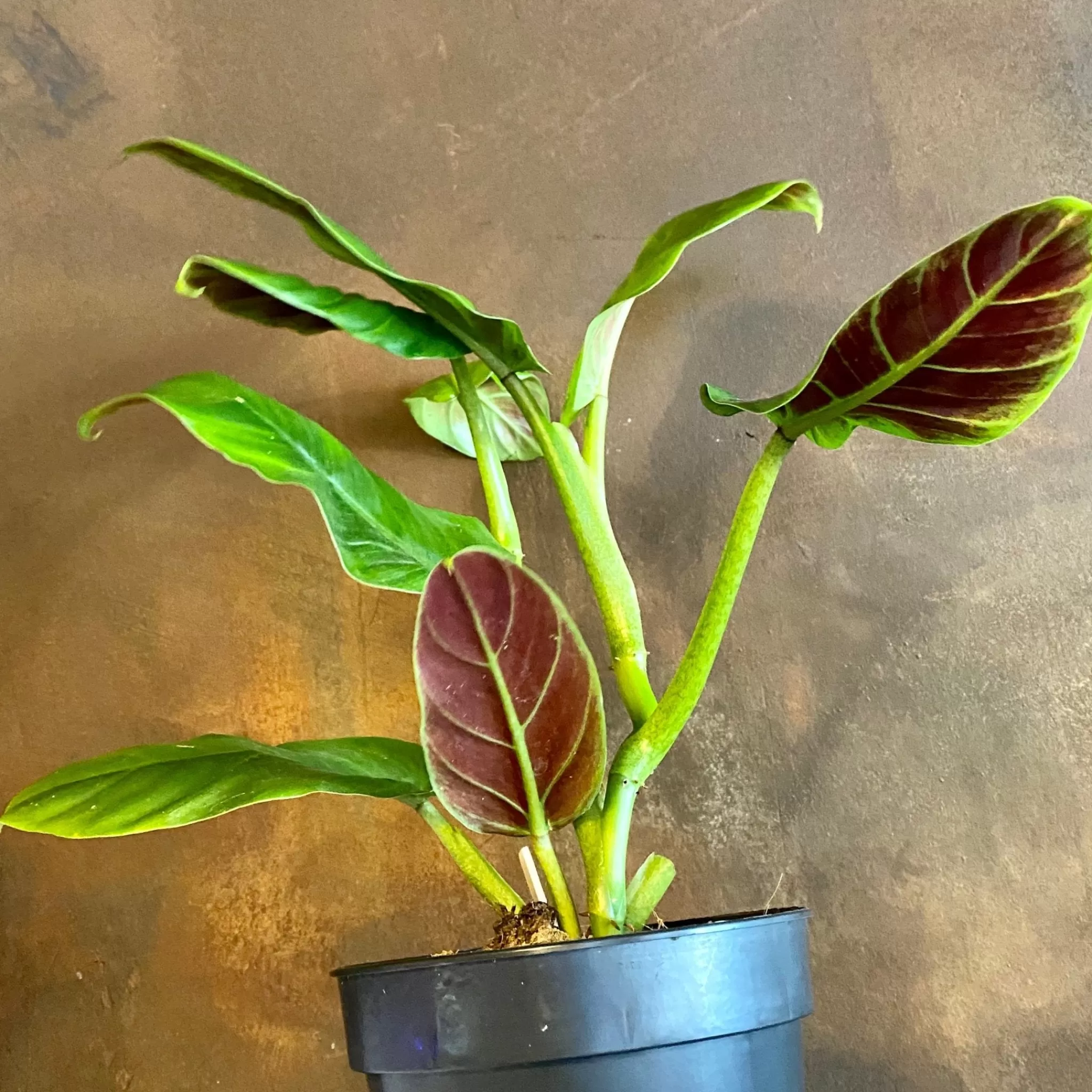 grow urban Philodendron Subhastatum- Philodendron