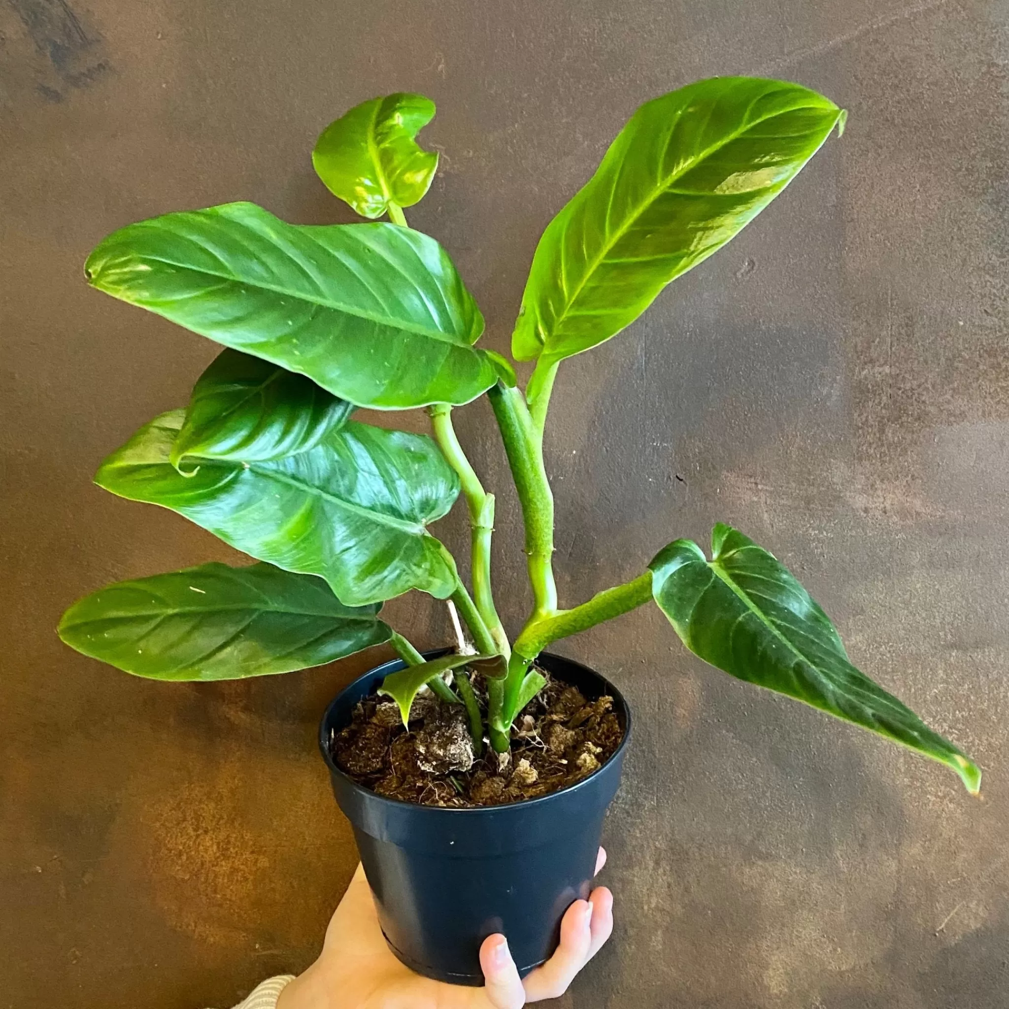grow urban Philodendron Subhastatum- Philodendron