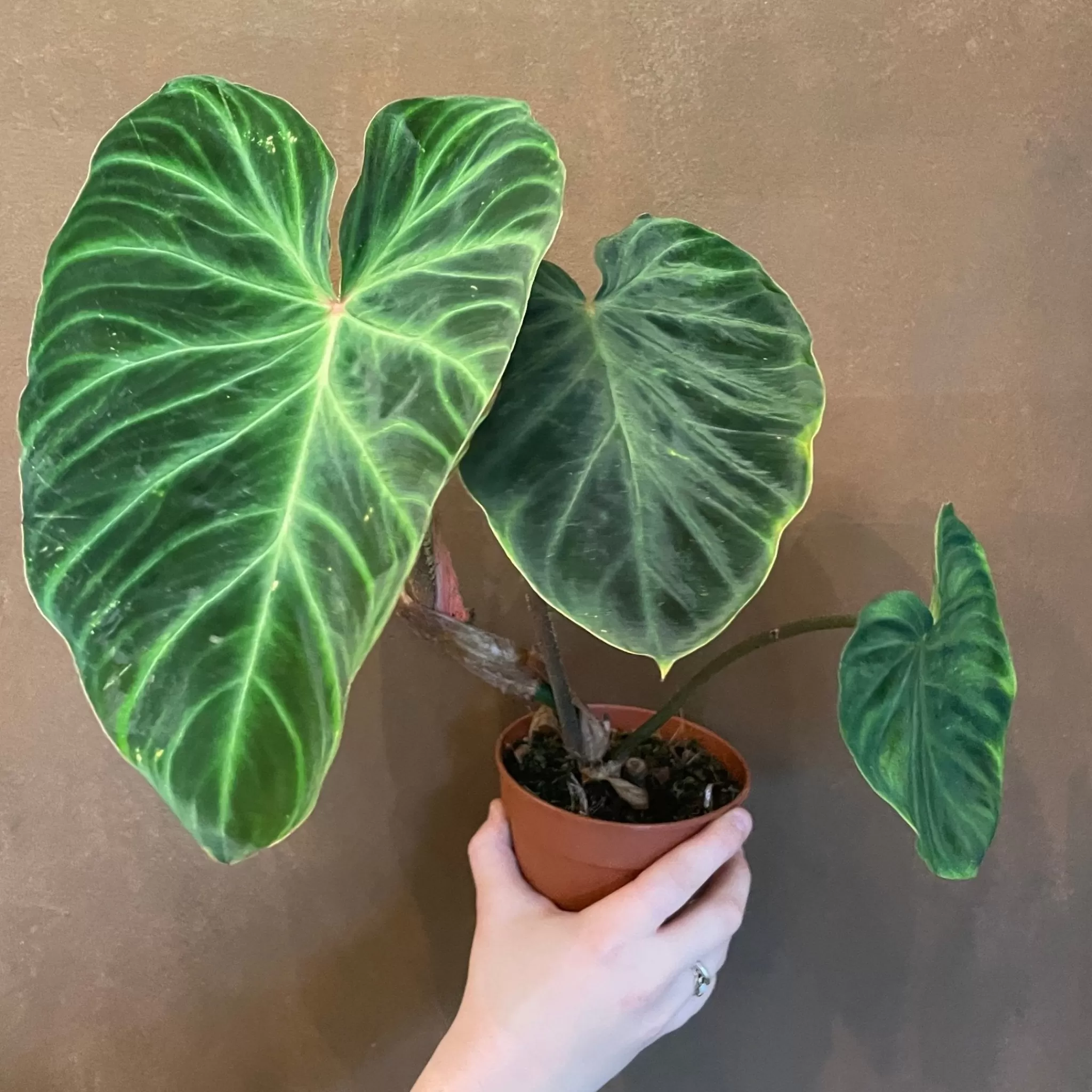 grow urban Philodendron Verrucosum (12cm Pot)- Philodendron