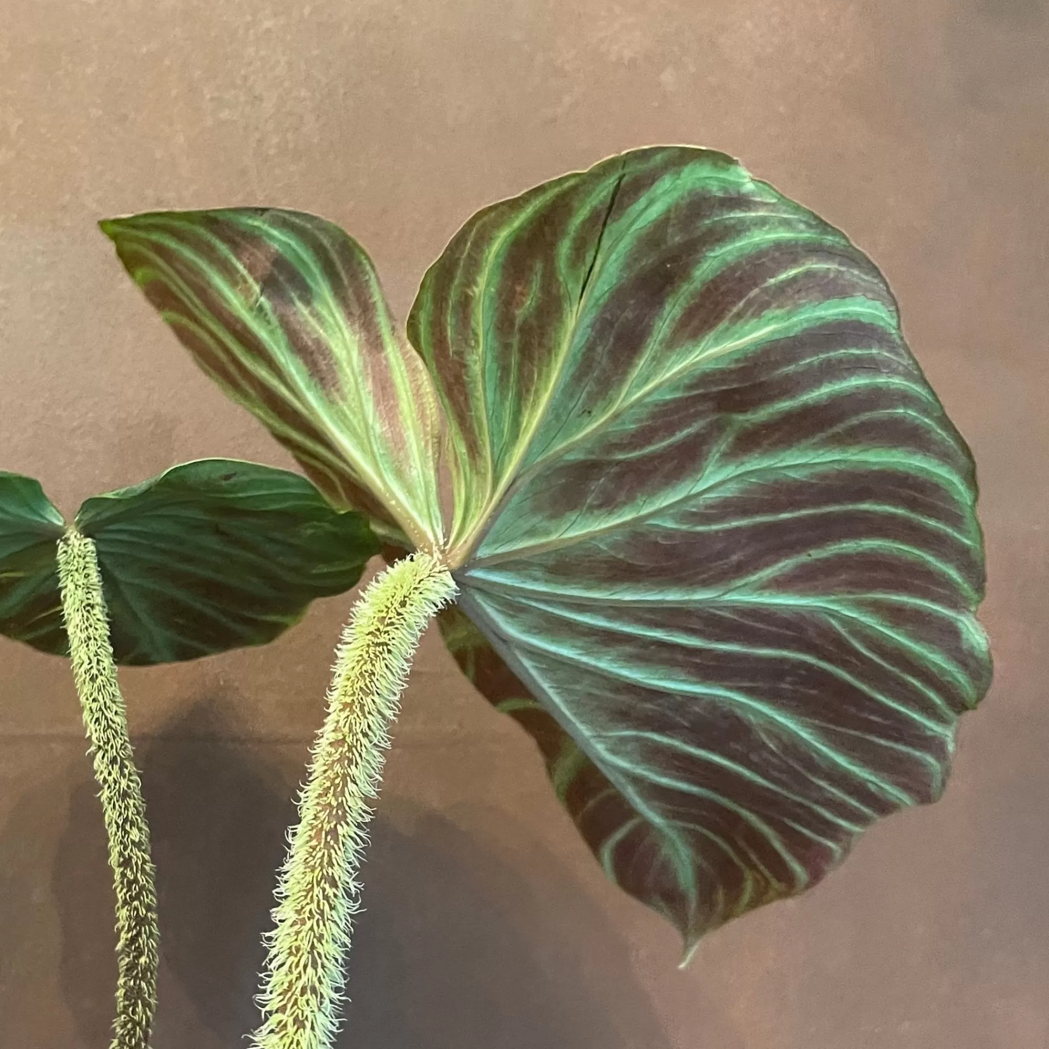 grow urban Philodendron Verrucosum (12cm Pot)- Philodendron